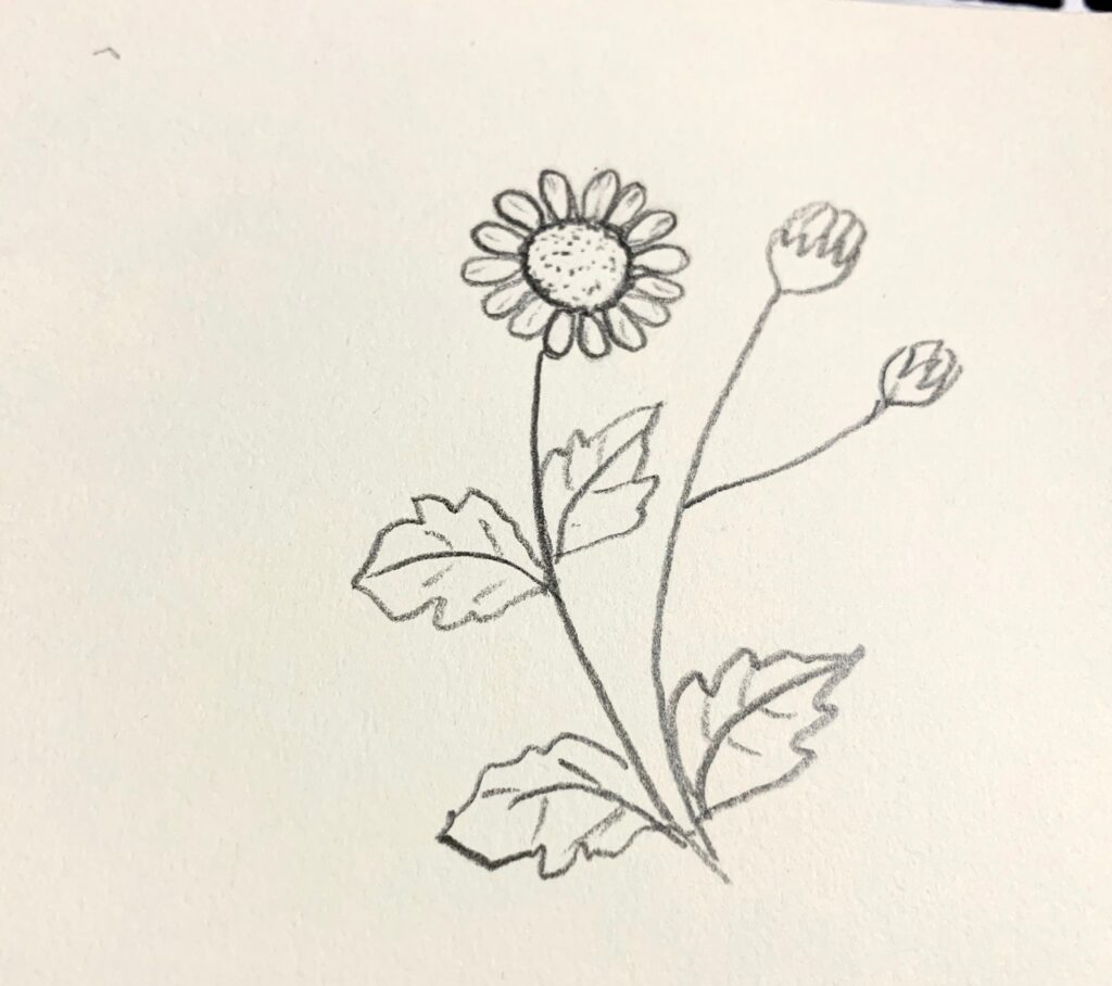 Chia Sẻ Hơn 53 Về Hình Vẽ Bông Cúc Hay Nhất - Du Học Akina
