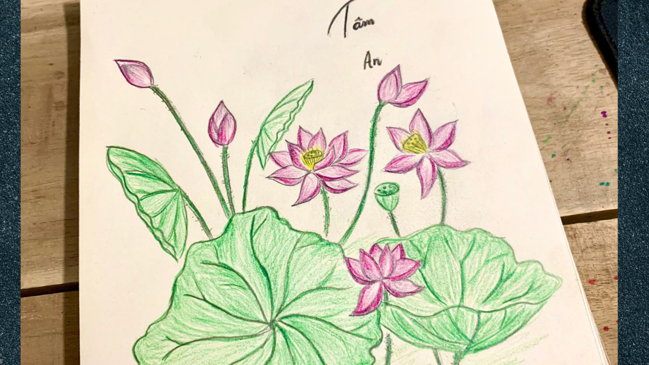 Hình vẽ cách vẽ hoa Sen đơn giản đẹp bằng bút chì màu   c3nguyentatthanhhpeduvn