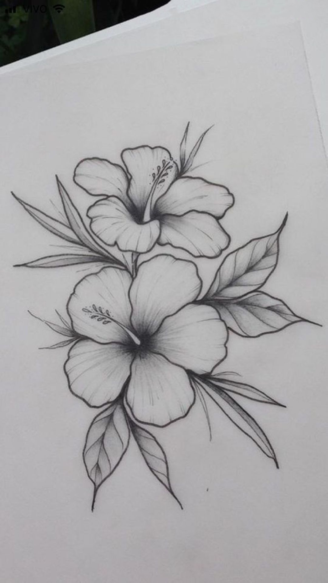 Cách Vẽ Hoa Ly đơn giản bằng bút chì 5  How to Draw Lily Flower with  pencil ll Kim Chi Art  Draw  YouTube