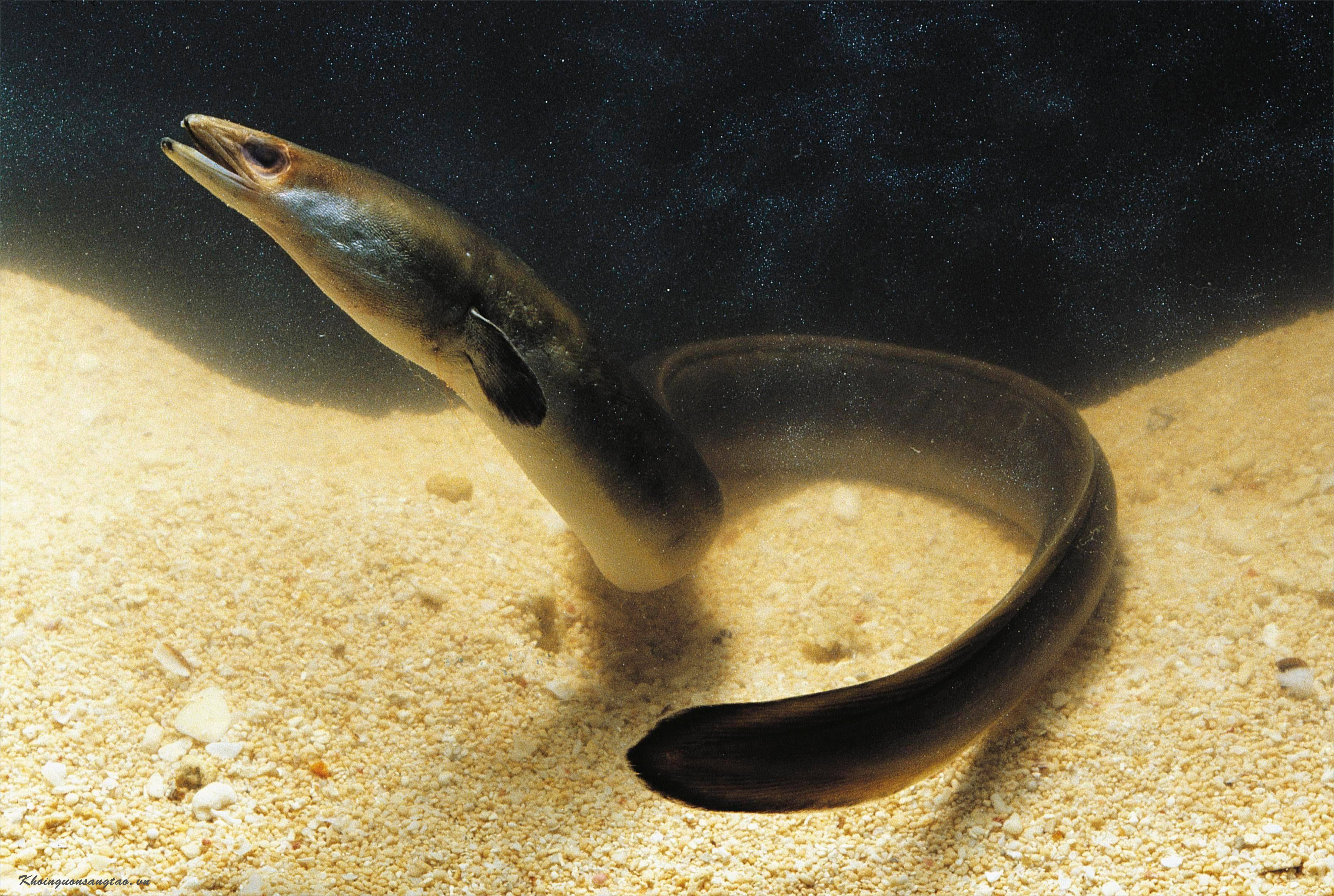 Kinh nghiệm sinh sản lươn đồng - Dũng cá - Dũng cá