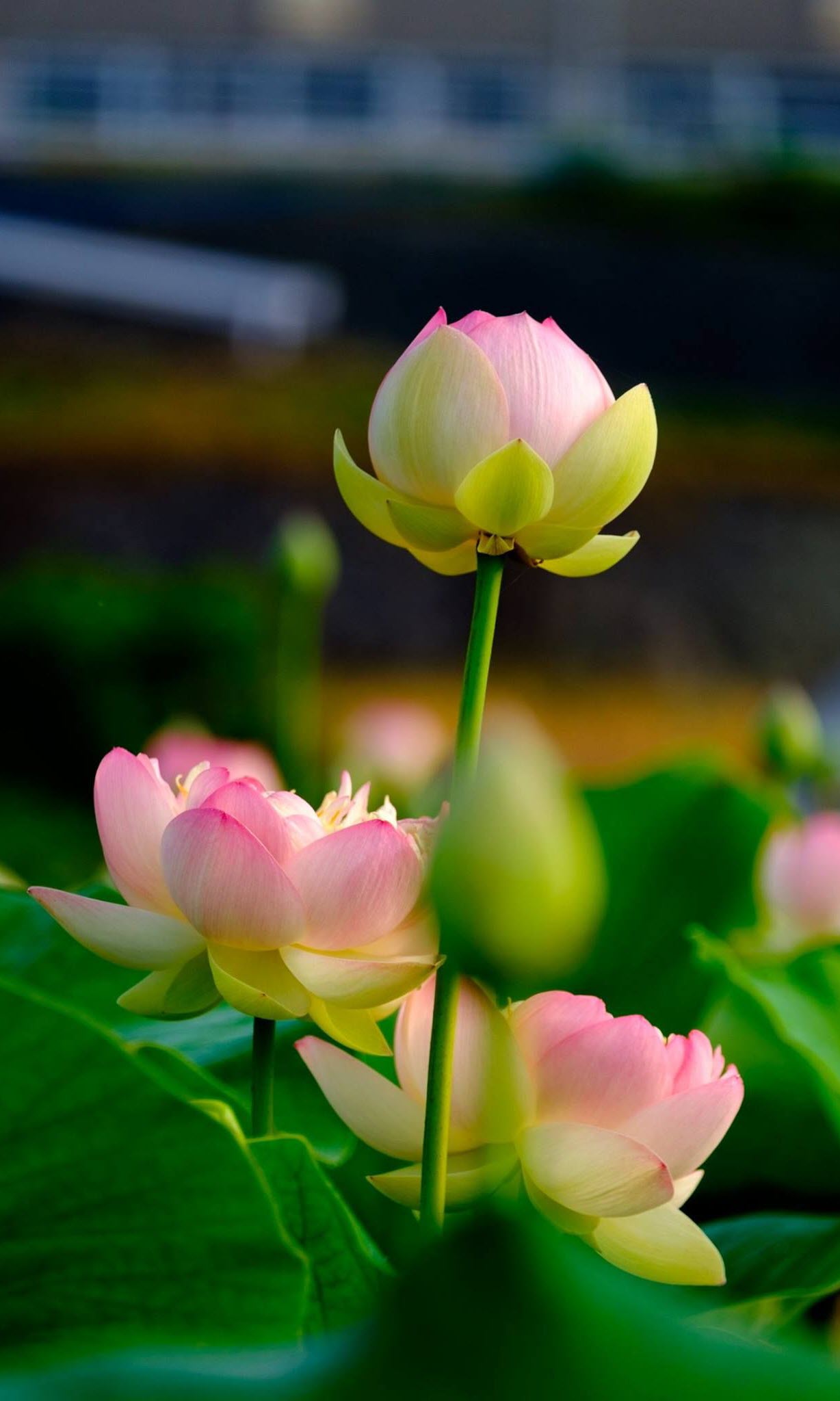 Hoa sen là biểu tượng của sự hòa hợp và nghệ thuật tại Việt Nam. Bức ảnh với hoa sen đẹp ngỡ ngàng sẽ làm bạn ngỡ ngàng với sự tinh tế và sắc nét của nó.