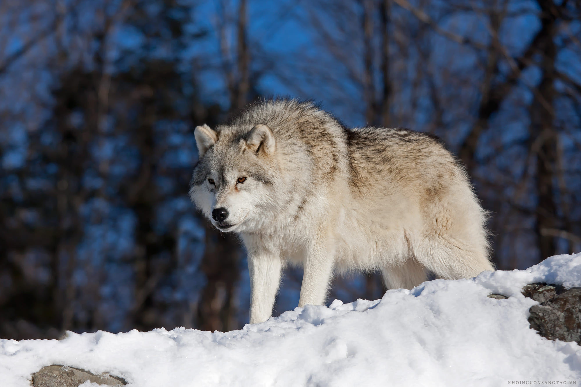 Nếu bạn yêu thích hoang dã, bạn sẽ không thể bỏ qua bộ sưu tập hình ảnh sói hoang dã này. Mỗi hình ảnh đều toát lên sự mạnh mẽ, uyển chuyển và đầy tinh tế của sự sống động trong thiên nhiên.