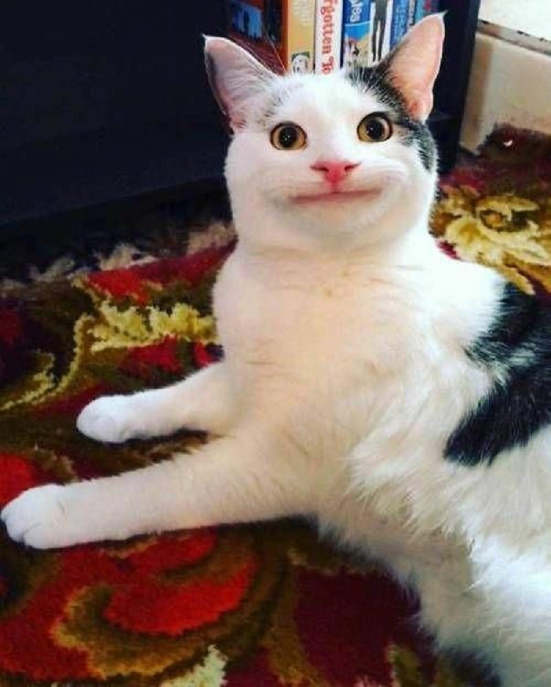 Loạt meme mèo cat meme ảnh mèo chế siêu bựa siêu lầy khiến cộng đồng mạng ồ ạt dùng làm meme Trường ĐH Đại Việt Sài Gòn