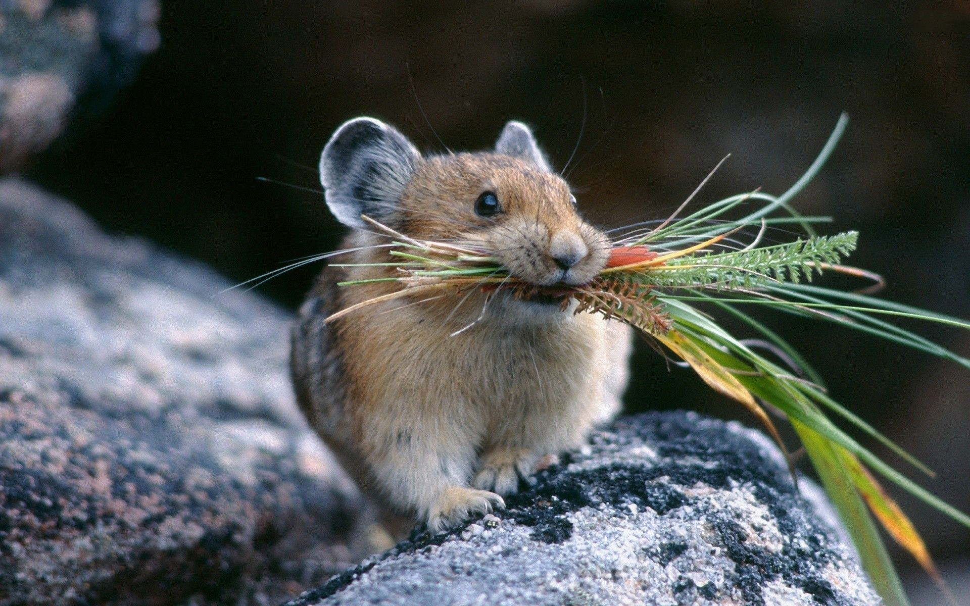 Hình Nền Chuột Hamster đội Mũ Giáng Sinh 1080 | Nền JPG Tải xuống miễn phí  - Pikbest
