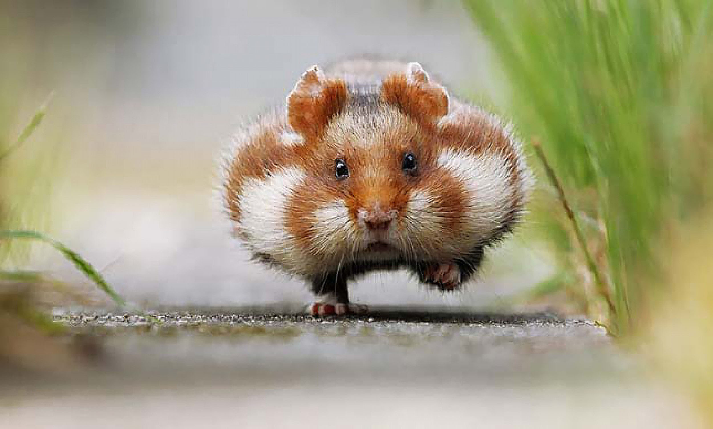 99 Ảnh Chuột Hamster Chibi Cute Đáng Yêu Nhất Quả Đất
