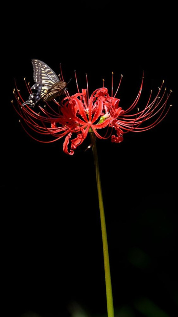 Cùng khám phá những màn trình diễn tuyệt đẹp của hoa bỉ ngạn trên hình nền độc đáo này nhé. Chúng ta sẽ được đắm mình giữa màu sắc tinh tế và hình tượng tuyệt vời của loài hoa này.