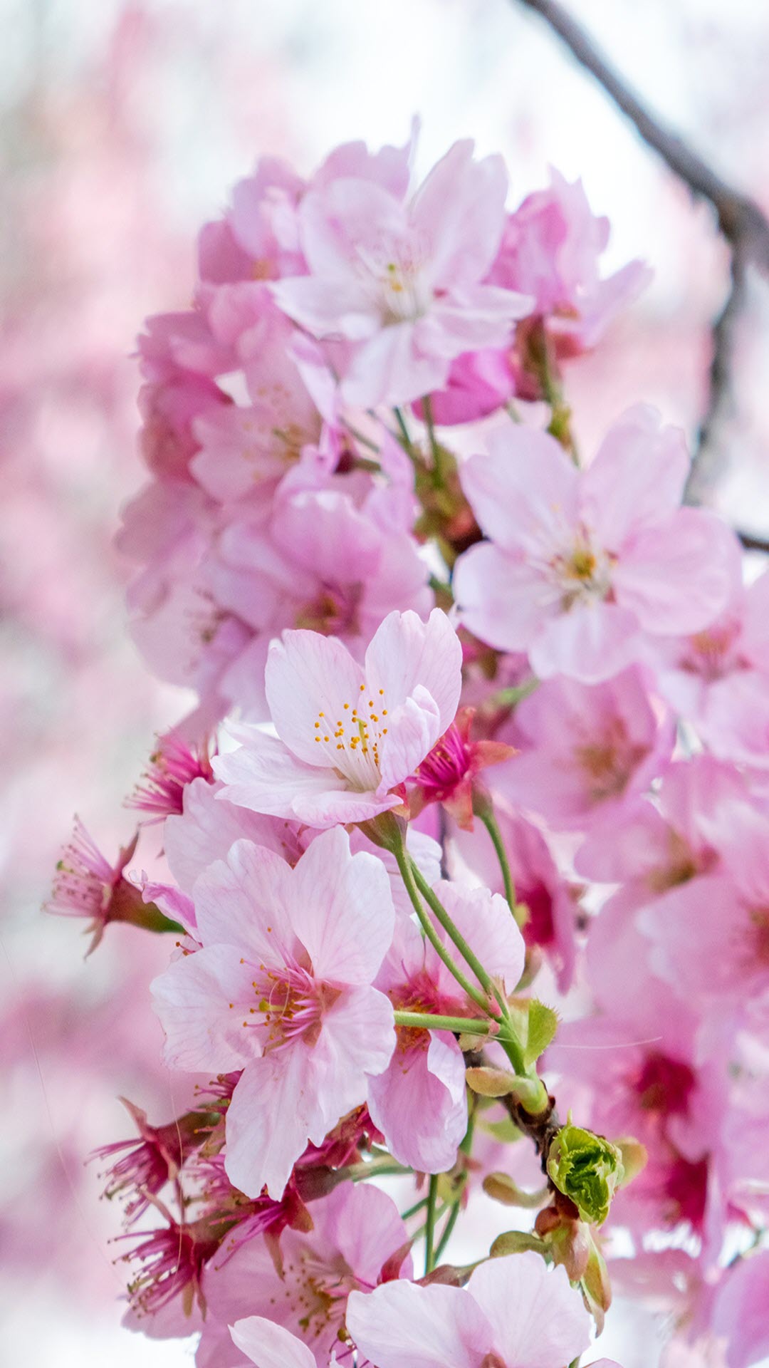 Báo hiệu xuân đã về với hình ảnh những đóa hoa anh đào hồng trong sắc xuân tươi trẻ. Hãy cùng chiêm ngưỡng những bức ảnh tuyệt đẹp này để cảm nhận rõ ràng hơn nét đẹp tràn đầy năng lượng của mùa xuân.