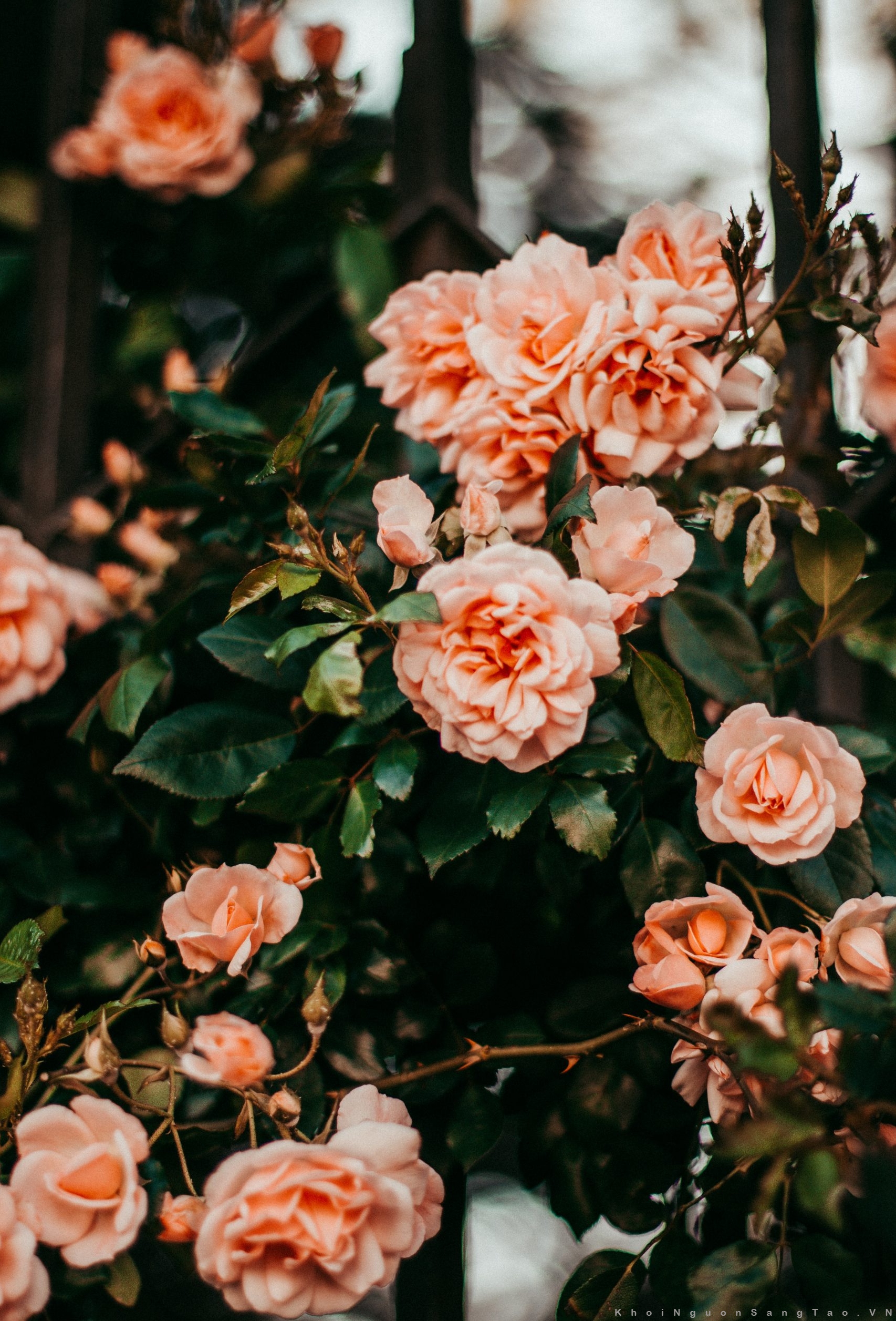 Bộ sưu tập hình nền hoa hồng trắng - Hơn 999 hình nền hoa hồng trắng chất  lượng cao độ phân giải 4K.