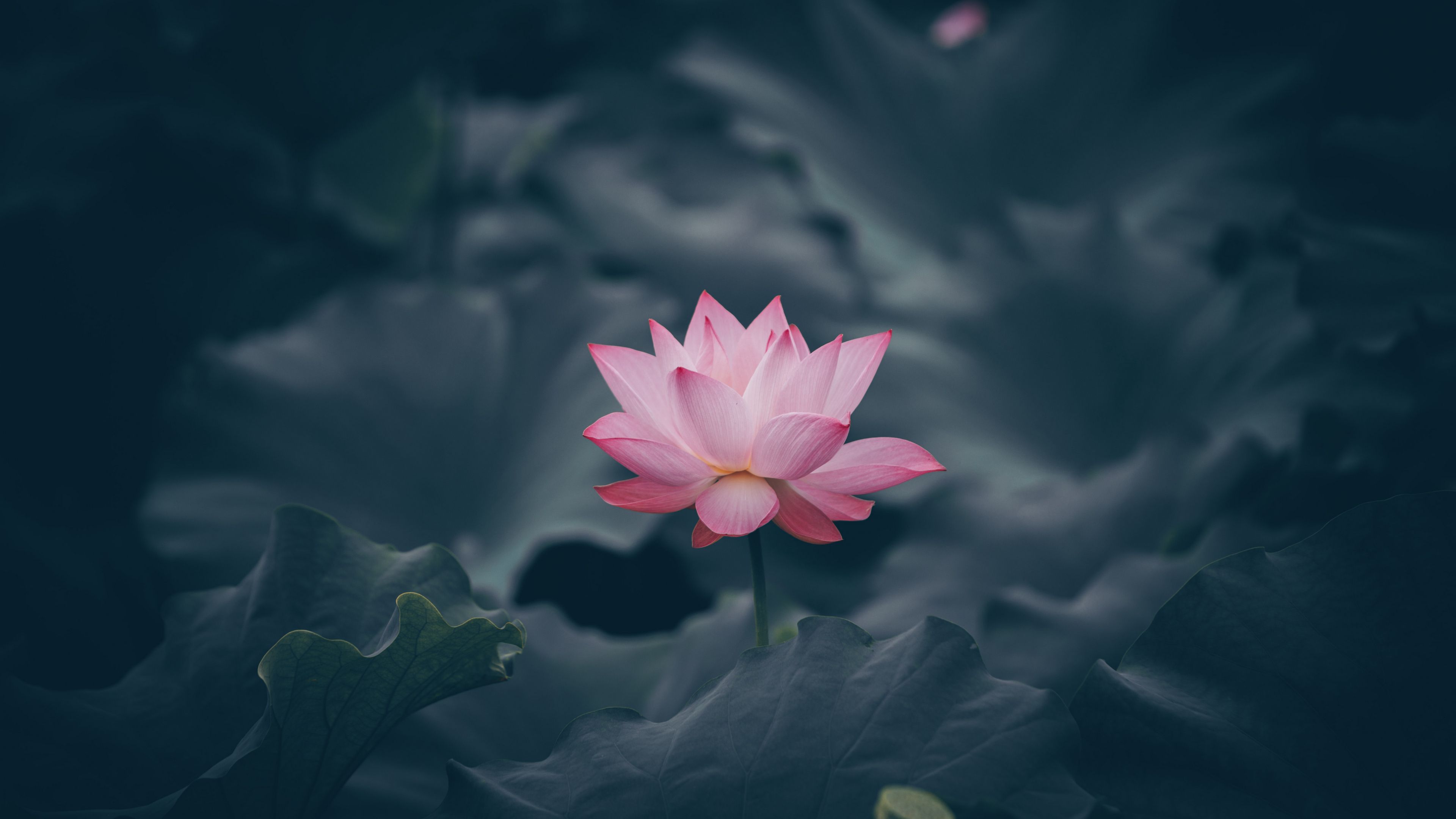 Lotus Flower Wallpapers  Top Những Hình Ảnh Đẹp