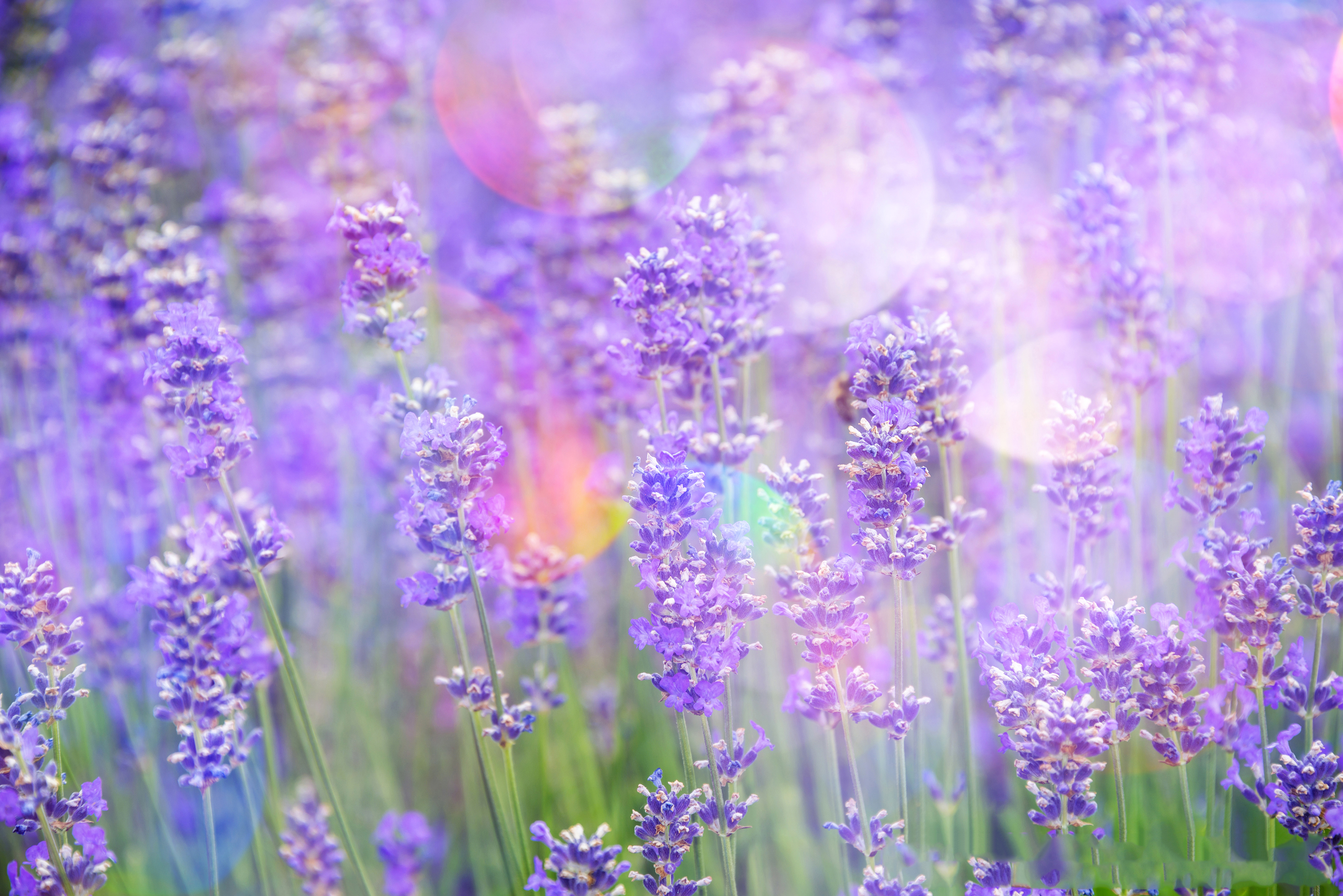 Ảnh Chill Hoa Thư Thái - bức ảnh này mang đến cho bạn cảm giác thư thái như đang ngồi trong một khu vườn yên tĩnh, bên cạnh những khuôn viên hoa tươi tắn. Mùi hương dịu nhẹ, tuyệt đẹp được tái hiện một cách tinh tế trên màn hình điện thoại của bạn.