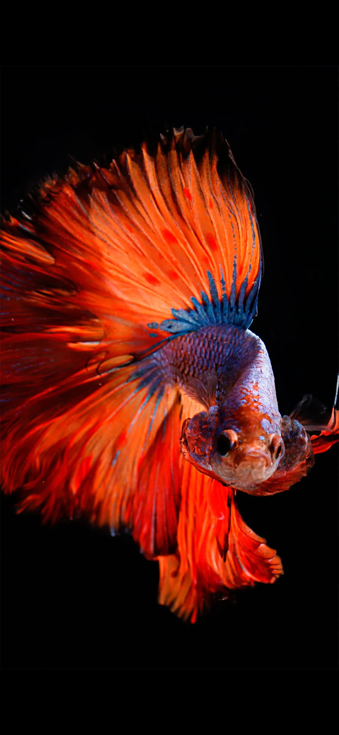 Top 500 hình ảnh con cá đẹp dễ thương nhất quả đất