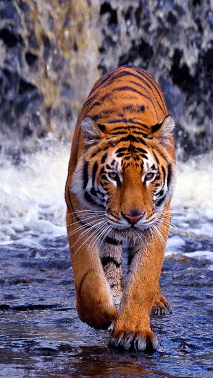 Tổng hợp hình ảnh con Hổ đẹp nhất  thptcandangeduvn