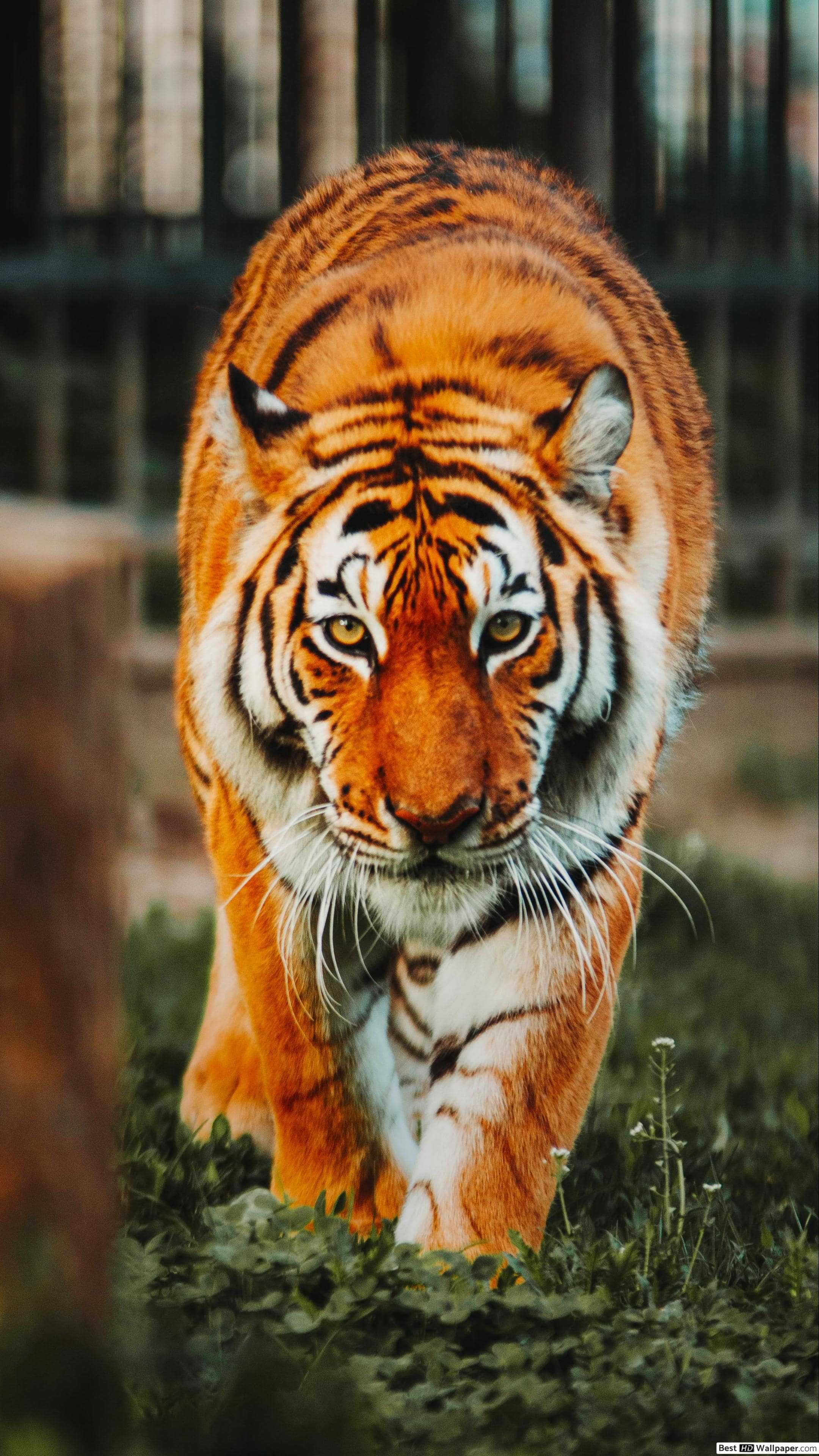 Hình ảnh hình nền con Hổ đẹp sống động và chân thực