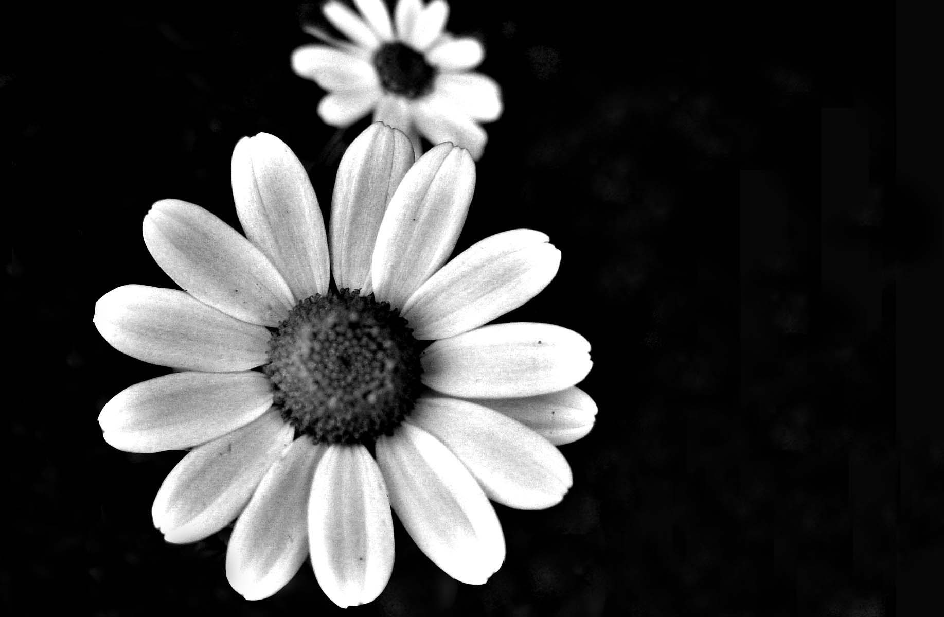 Tìm hiểu nhiều hơn 113 hình nền hoa đen trắng mới nhất - Tin học Đông Hòa