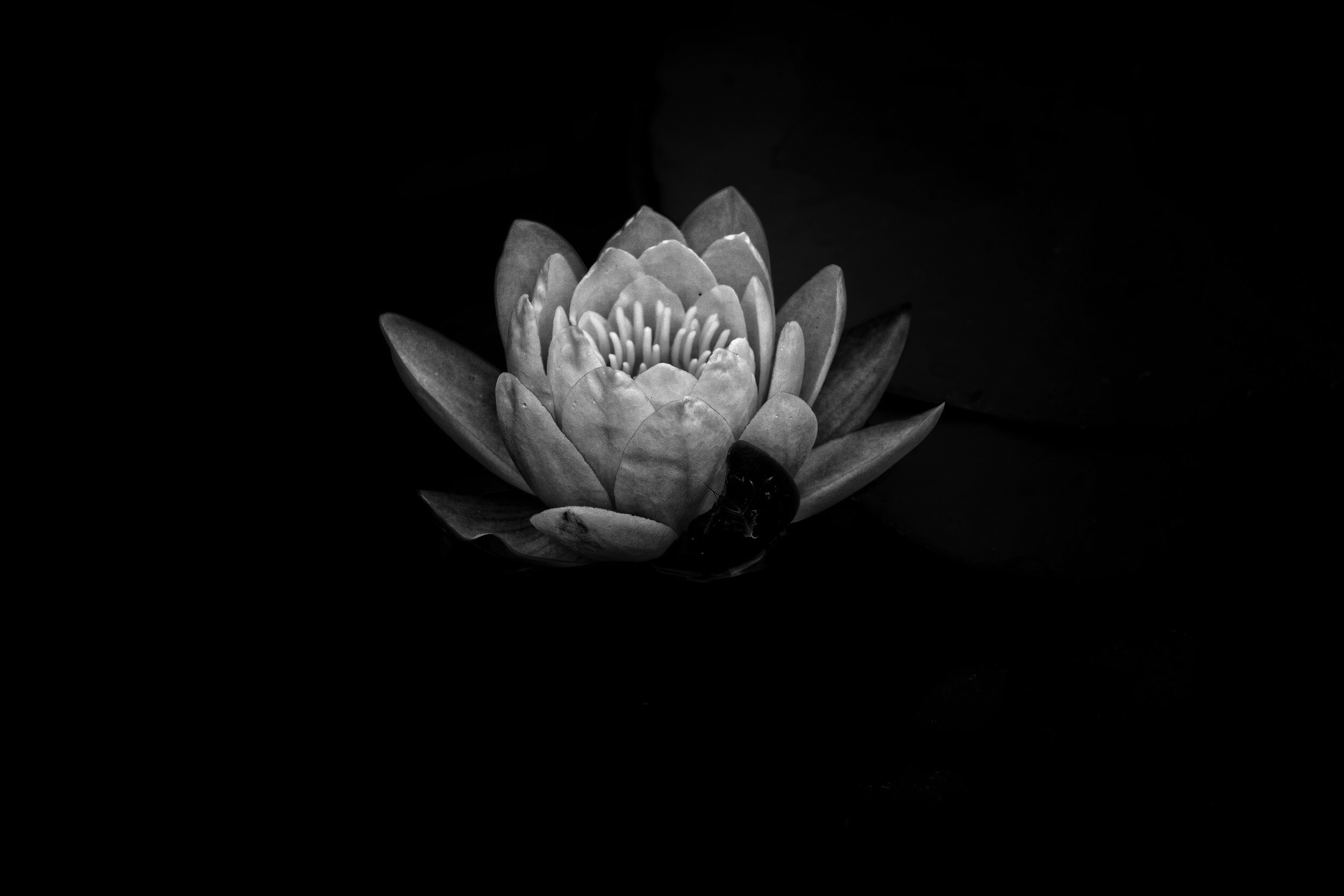Hoa sen trắng nền đen: Hãy chiêm ngưỡng vẻ đẹp thanh thoát và tinh tế của hoa sen trắng nền đen như một nét trang trí lộng lẫy trong không gian sống của bạn. Hình ảnh sẽ khiến bạn tràn đầy bình yên và sự thanh tịnh của đời sống.