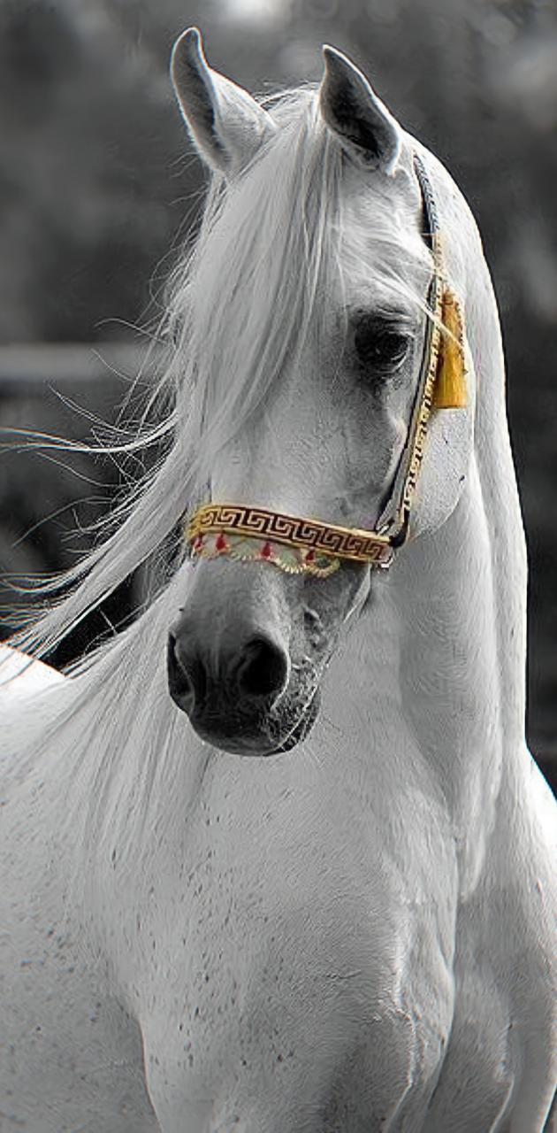 30+ Hình ảnh Con Ngựa Oai Phong, độc Lạ Và ấn Tượng Nhất
