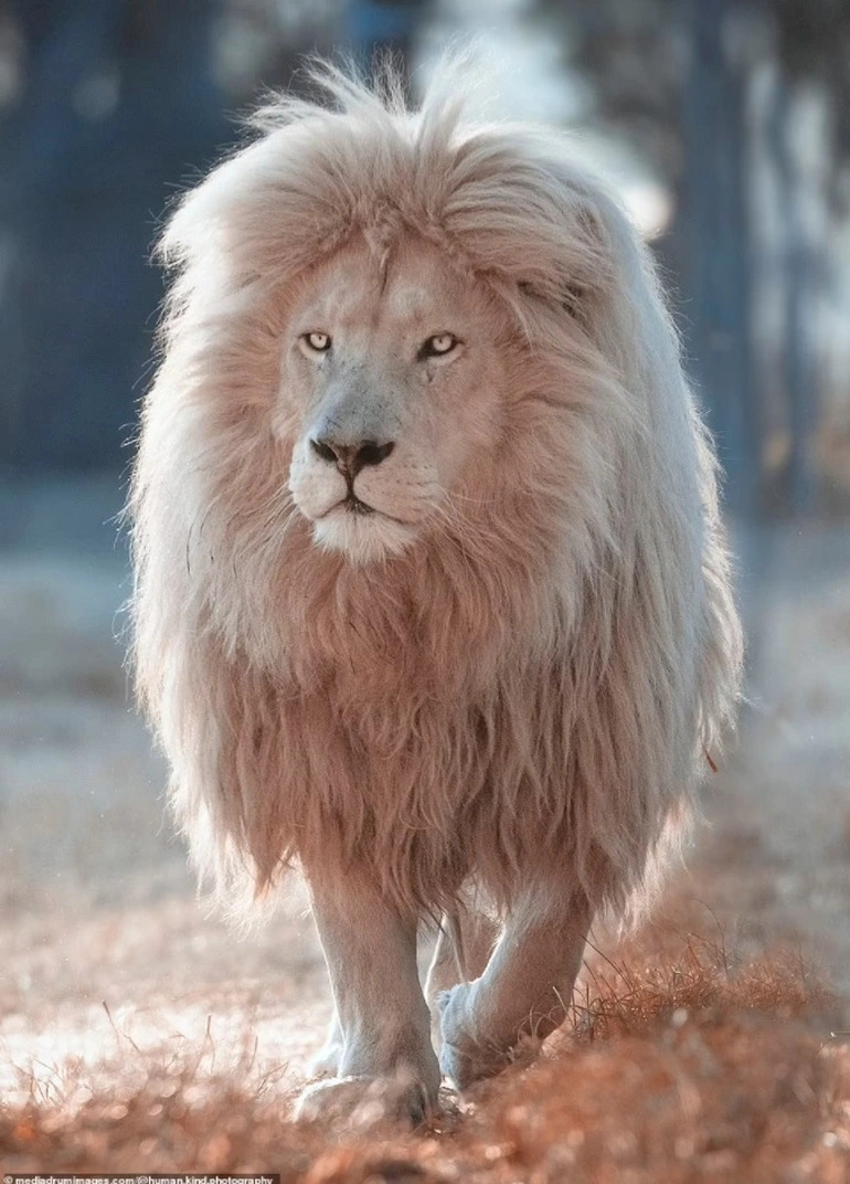 Top với hơn 71 về hình nền sư tử trắng mới nhất - cdgdbentre.edu.vn