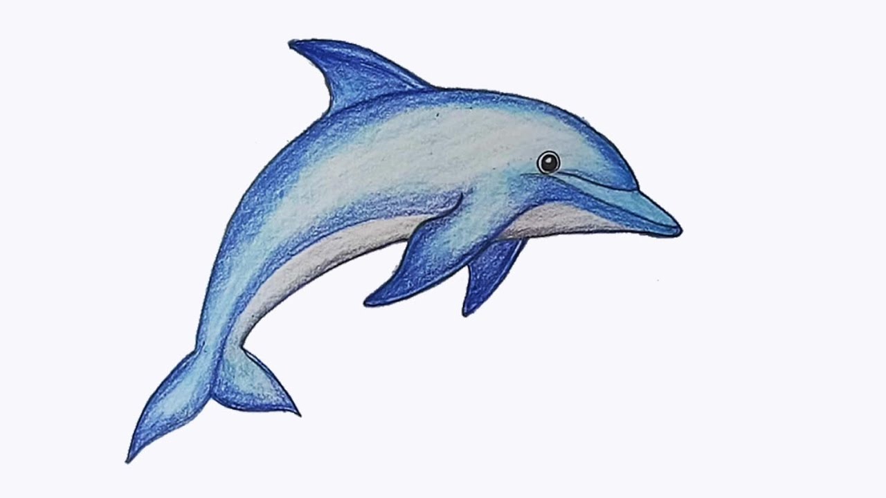 Xem hơn 48 ảnh về hình vẽ con cá heo  NEC