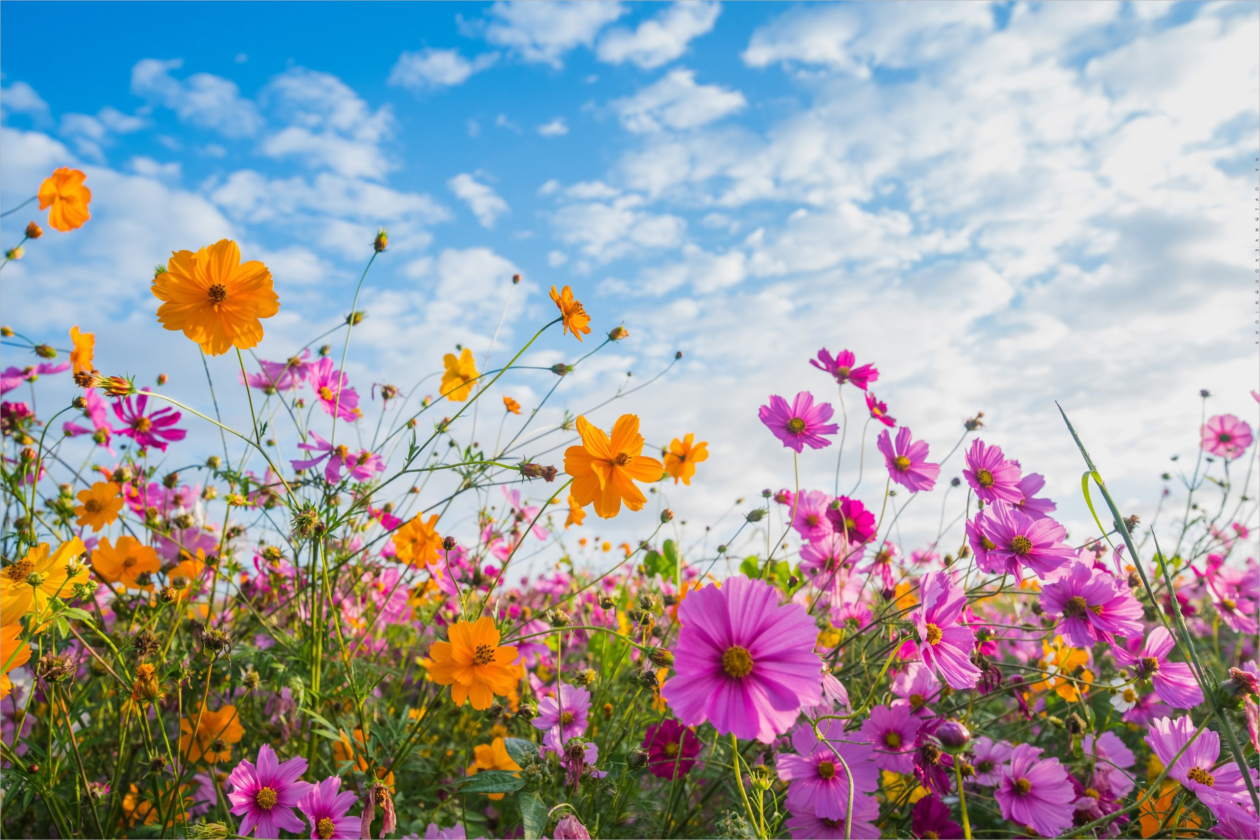 1001 hình ảnh hoa đẹp nhất Full HD làm hình nền miễn phí