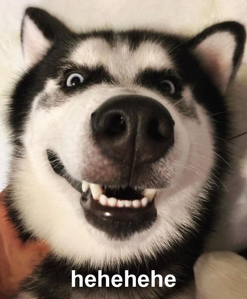 Xem cơn bộn cười của chú chó này với biểu cảm đáng yêu xinh đẹp. Khôn cùng hài hước, nó chỉ có thể làm bạn cười ngất ngây!