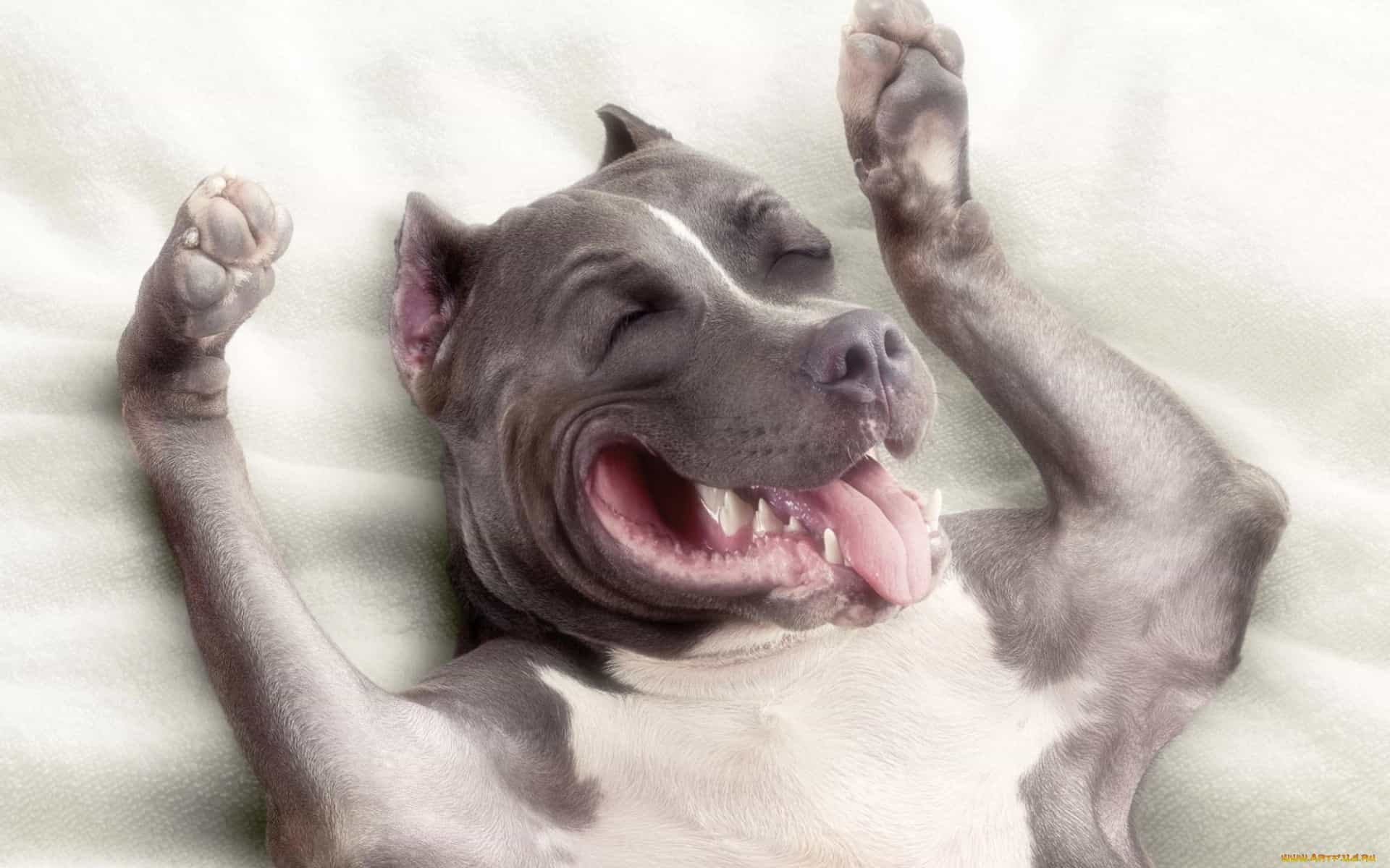 Ảnh chó hài đáng yêu: Hãy truy cập vào ảnh chó hài đáng yêu của chúng tôi. Những bức ảnh này sẽ khiến bạn cười toe toét khi chứng kiến những biểu cảm vui nhộn của những chú chó đáng yêu.