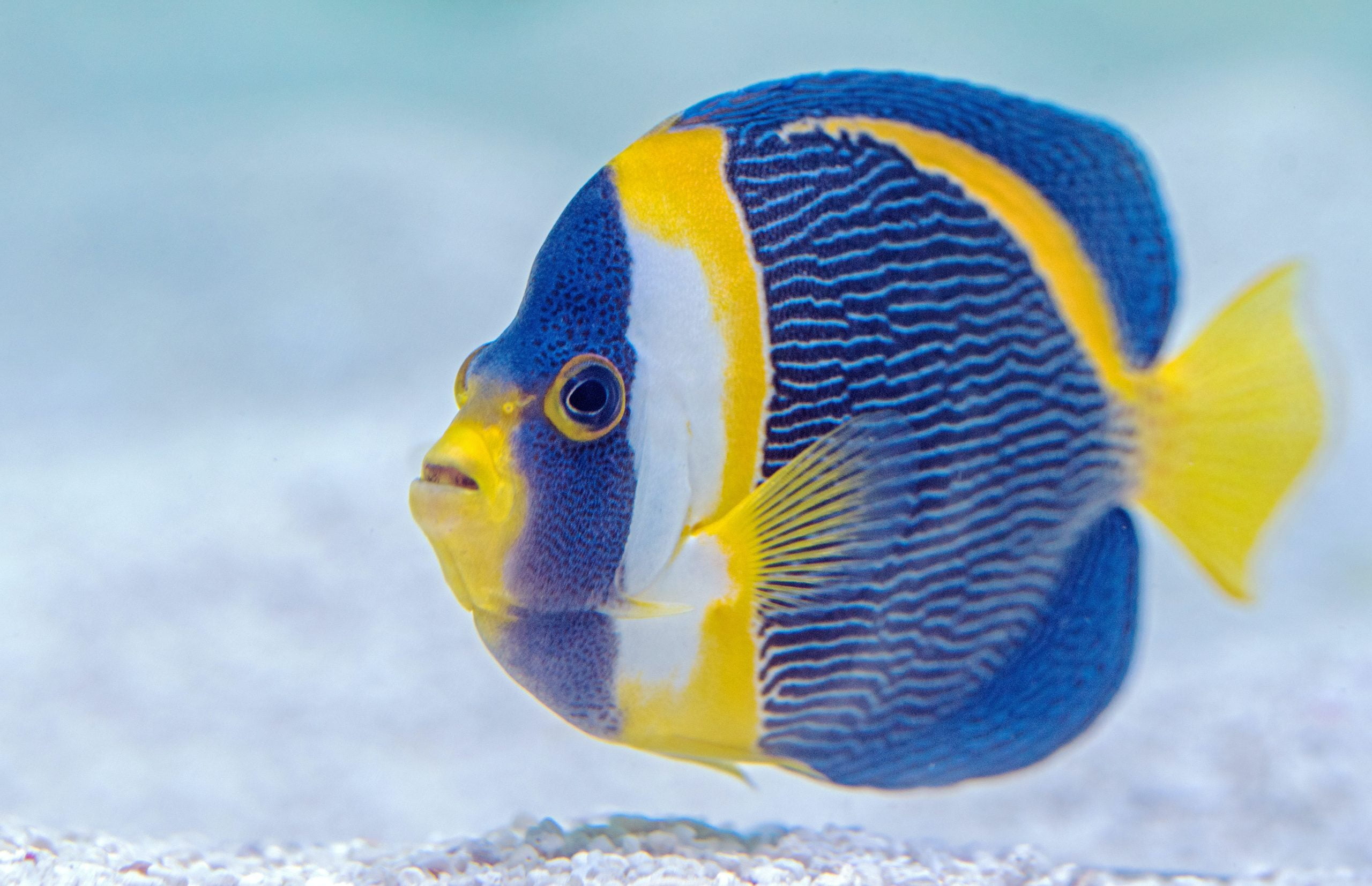 Tuyển chọn 20 hình ảnh tranh tô màu con cá đẹp nhất