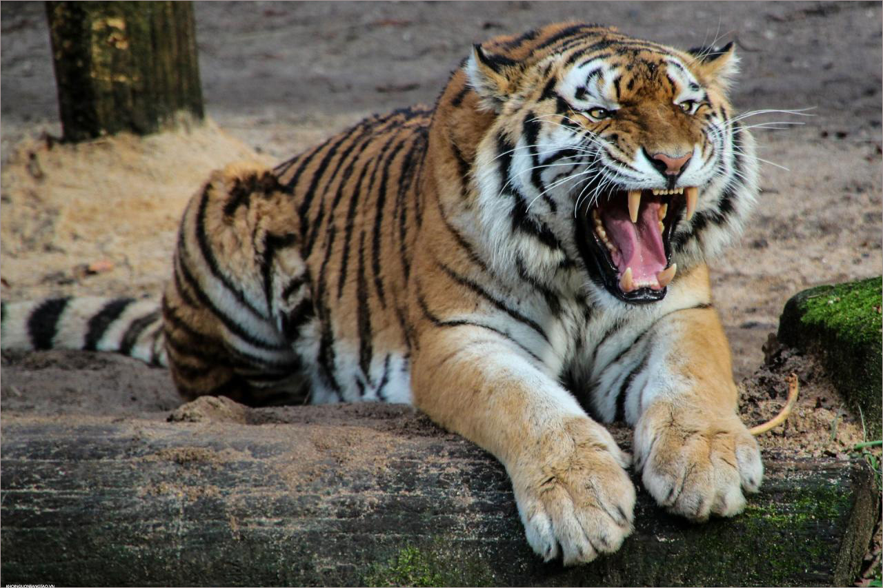 Tổng hợp 101 hình ảnh con hổ đẹp nhất