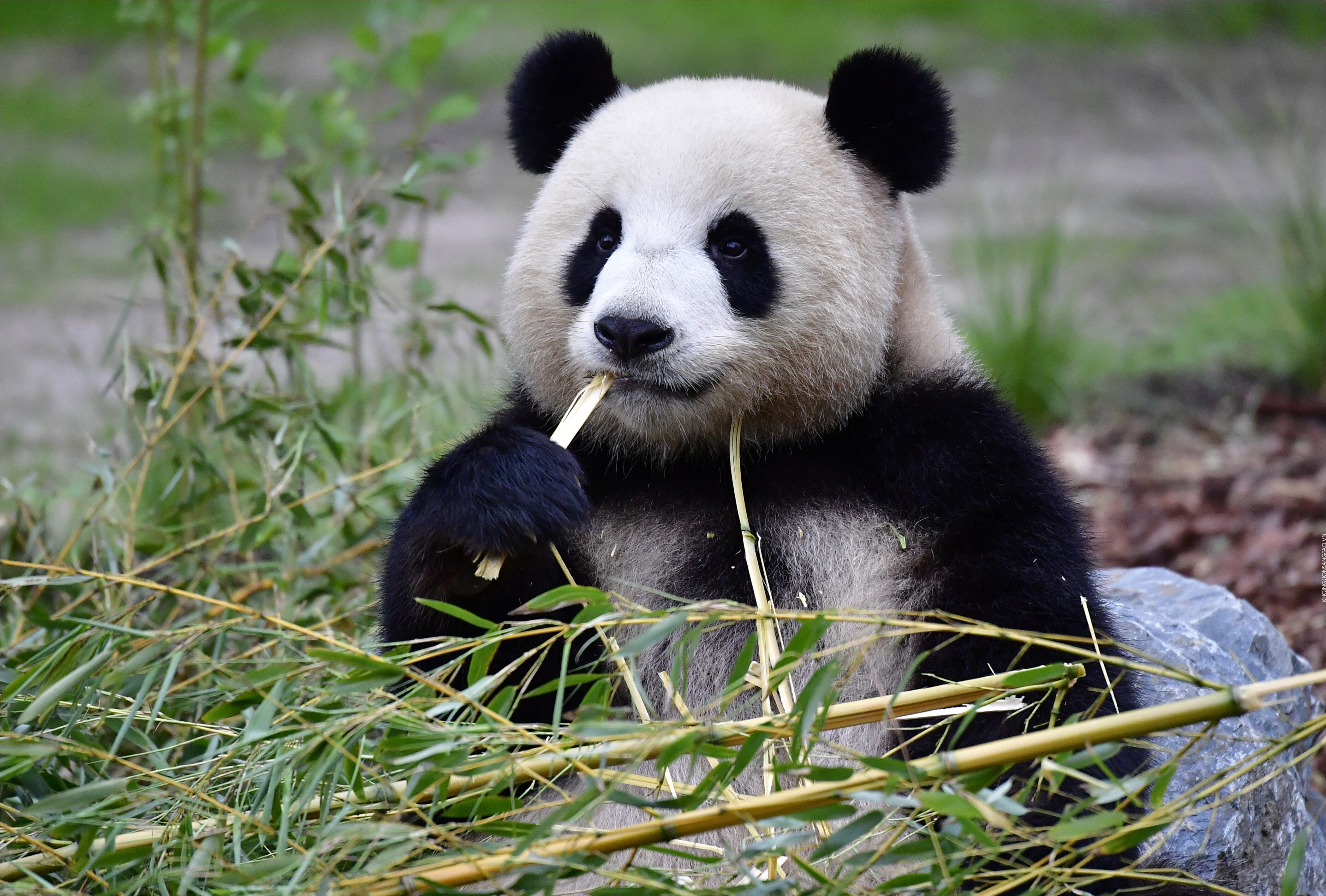 Mẫu mô hình gấu trúc Panda kính cận đeo máy ảnh dễ thương cho các bạn
