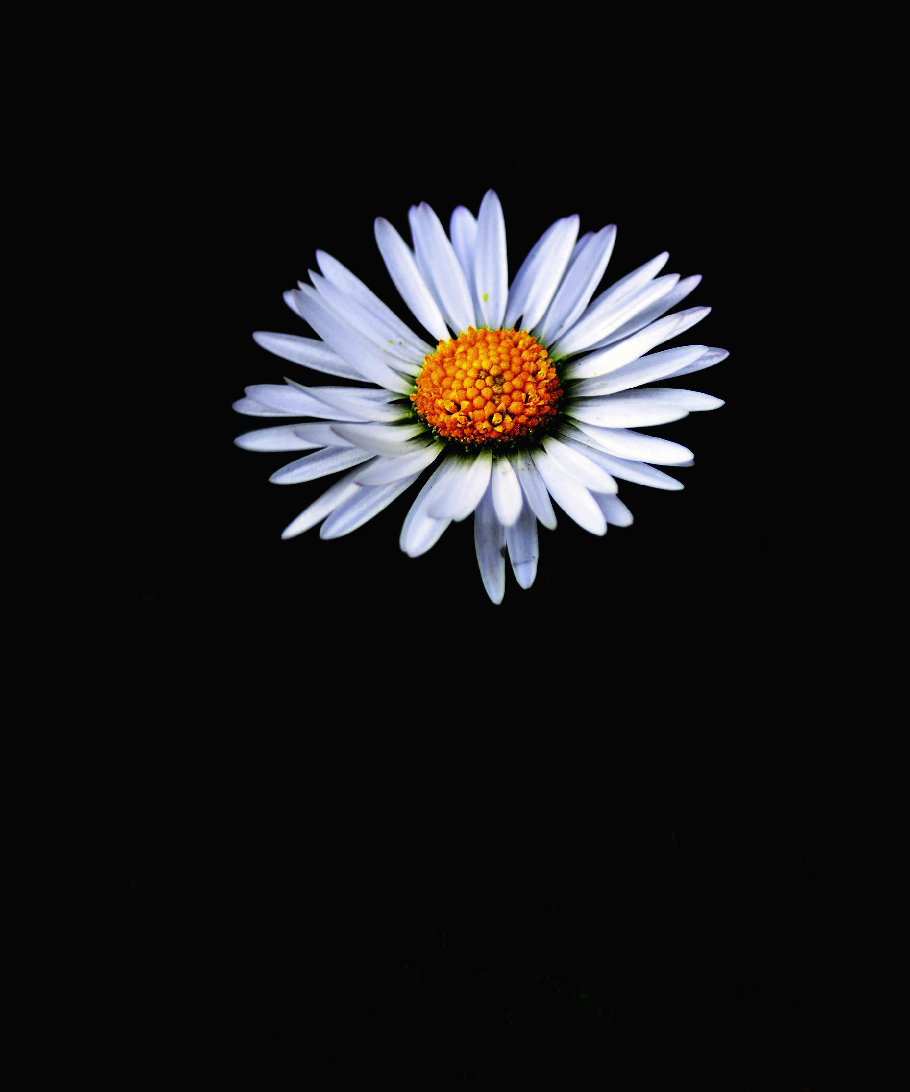 Hình nền Một Bông Hoa Cúc Lớn Màu Cam Trên Nền đen Hoa Cúc Hoa Cúc ống ảnh  Chụp ảnh Hd Hoa Background Vector để tải xuống miễn phí  Pngtree