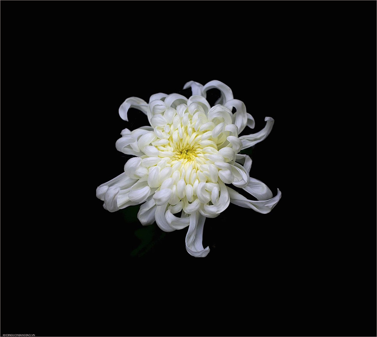 Tranh nhiếp ảnh hoa Cúc trắng đen