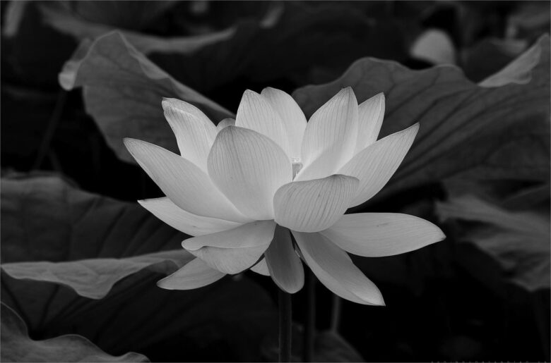 Hình ảnh hoa sen trắng trên nền đen