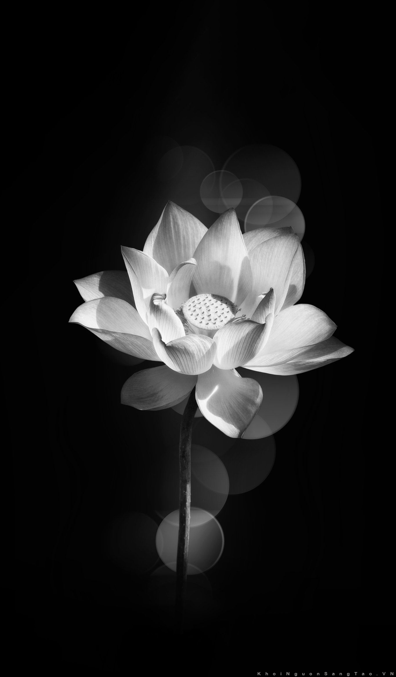 Hình ảnh hoa Sen trắng nền đen đẹp nhất