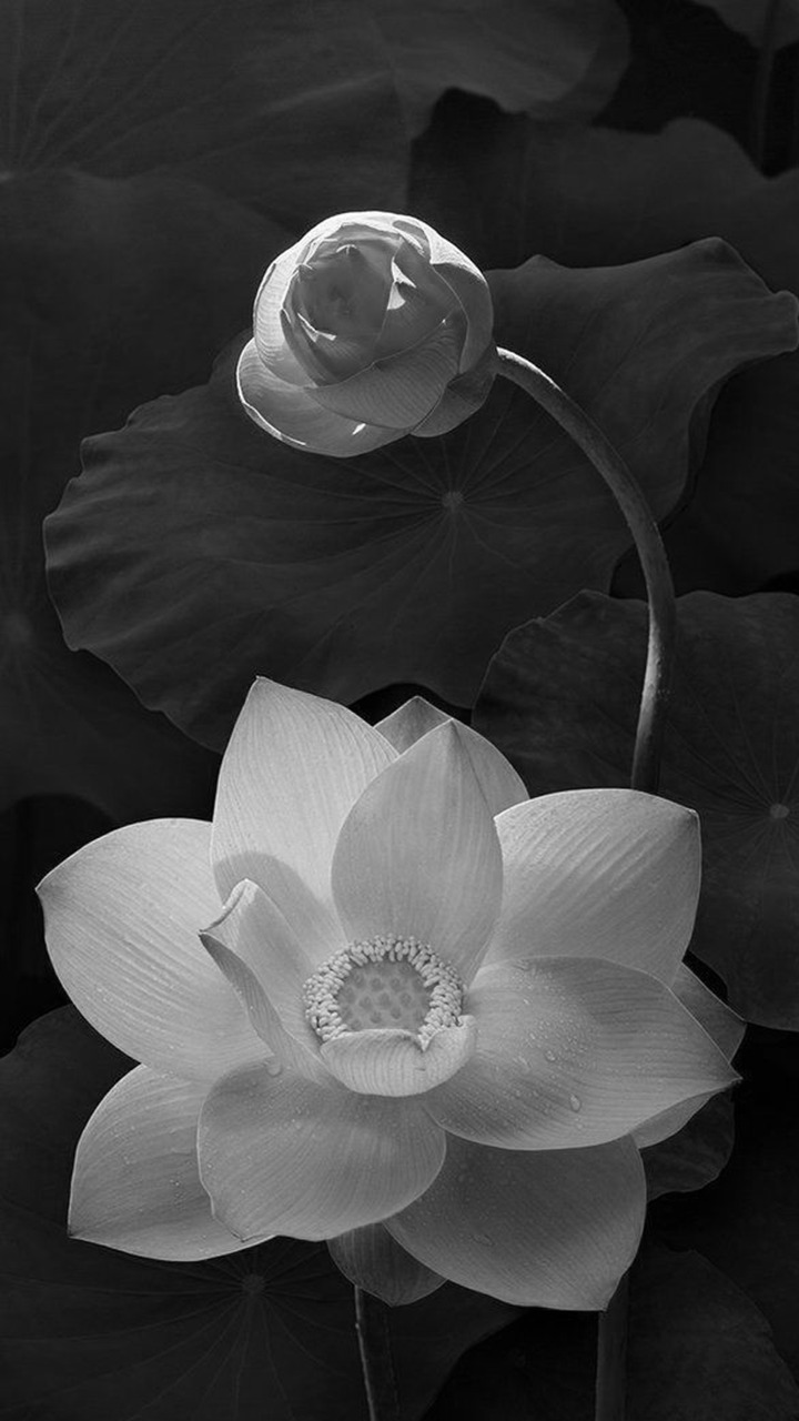 Hình ảnh hoa sen trắng nền đen là một cách đơn giản nhưng ấn tượng để thể hiện sự thanh tịnh và tinh khiết của sen. Hãy tìm hiểu thêm về cây sen và ý nghĩa của nó!