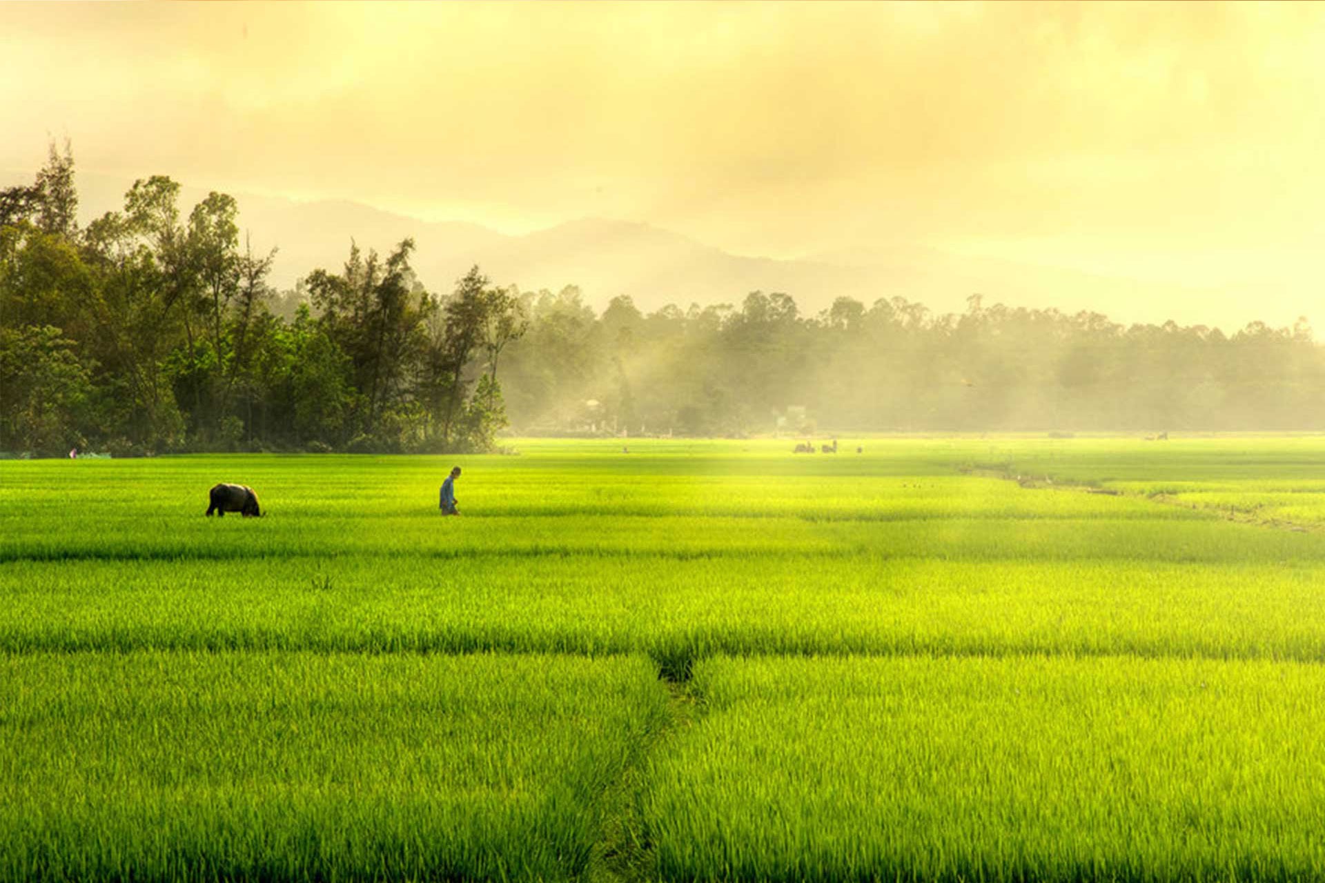 Những đàn gà đang chạy nhảy trên cánh đồng, người nông dân đang làm việc vất vả, những đứa trẻ cùng nhau chơi đùa... Tất cả những hình ảnh đó sẽ mang bạn đến cảm giác đầy tình yêu thương về làng quê Việt Nam.