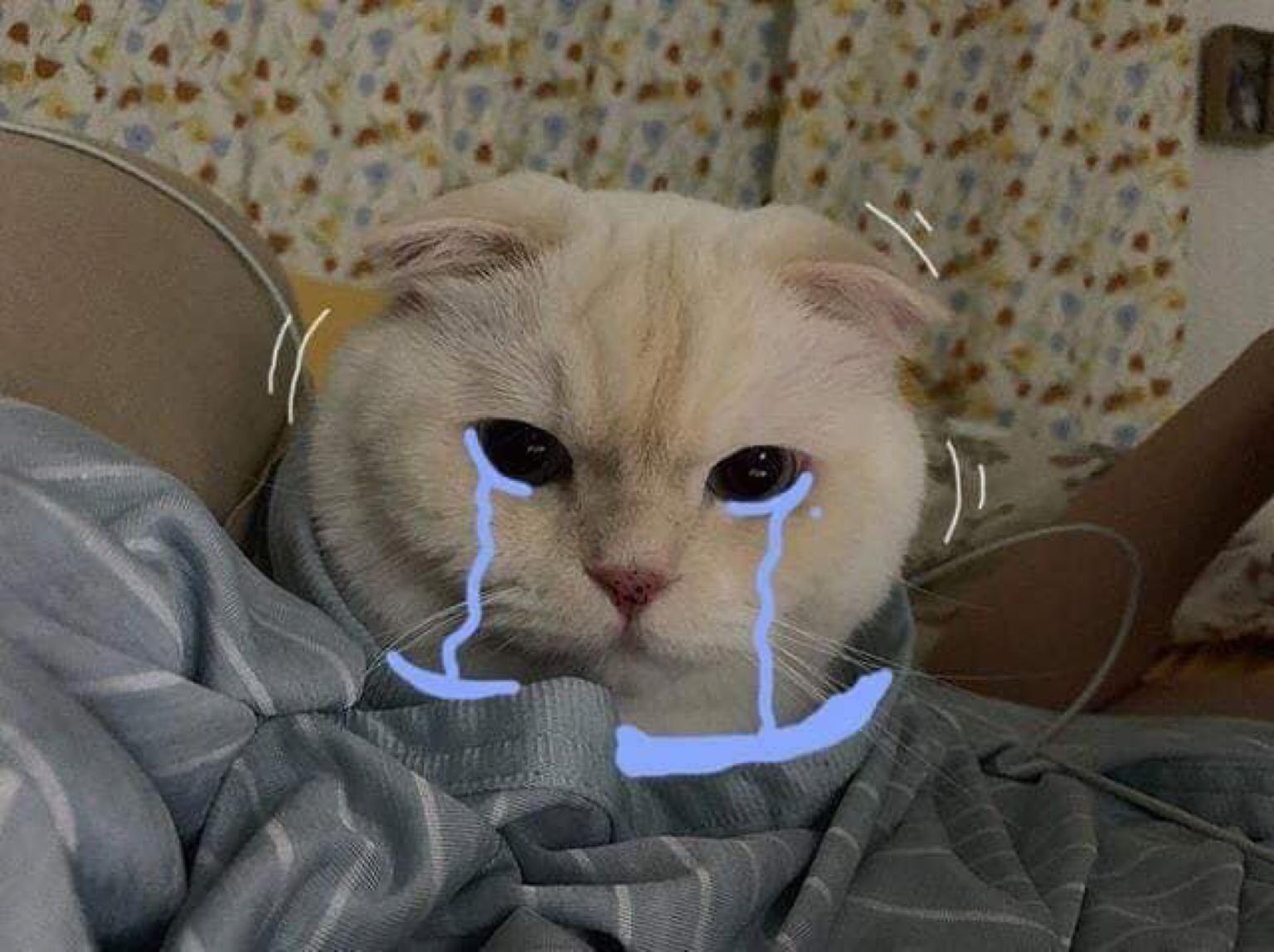 Xem hình ảnh mèo khóc buồn cute này, bạn cảm thấy nó rất thương tâm nhưng cũng rất đáng yêu, và điều này khiến chú mèo trở nên dễ thương hơn bao giờ hết.