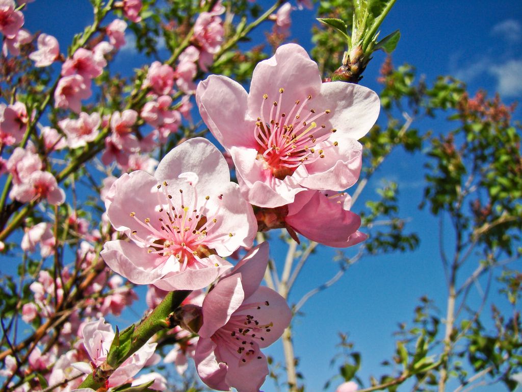 Nền Cây đào Cành Hoa Mùa Xuân Tháng 3 Cành đào Vườn đào Hoa Hình ảnh Nhiếp  ảnh Và Hình ảnh Để Tải Về Miễn Phí  Pngtree