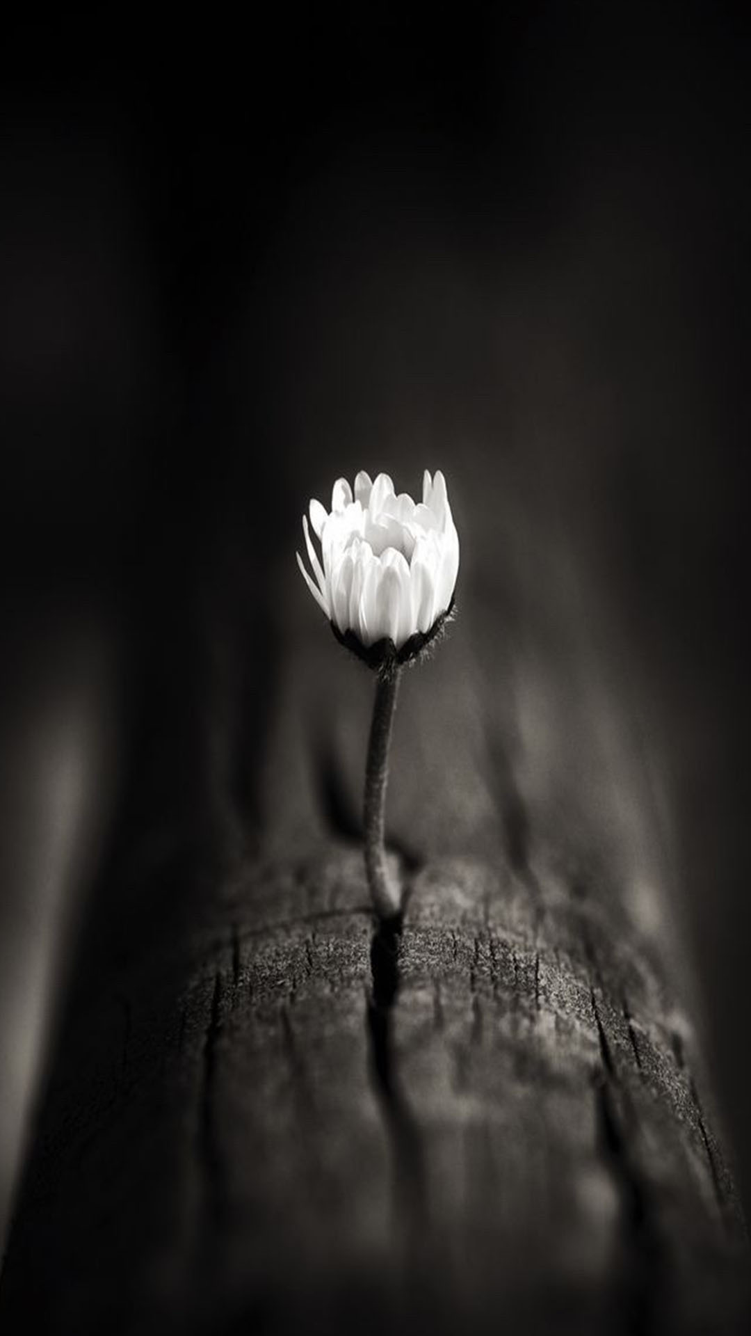 Với hình ảnh hoa cúc trắng nền đen, bạn sẽ được trải nghiệm một cảm giác mới lạ khác biệt hoàn toàn so với các hình ảnh hoa thông thường. Với sự kết hợp của hai tông màu tối và sáng, hình ảnh này tuyệt đẹp và đầy bí ẩn. Hãy để mình mê mẩn với hình ảnh hoa cúc trắng nền đen này.