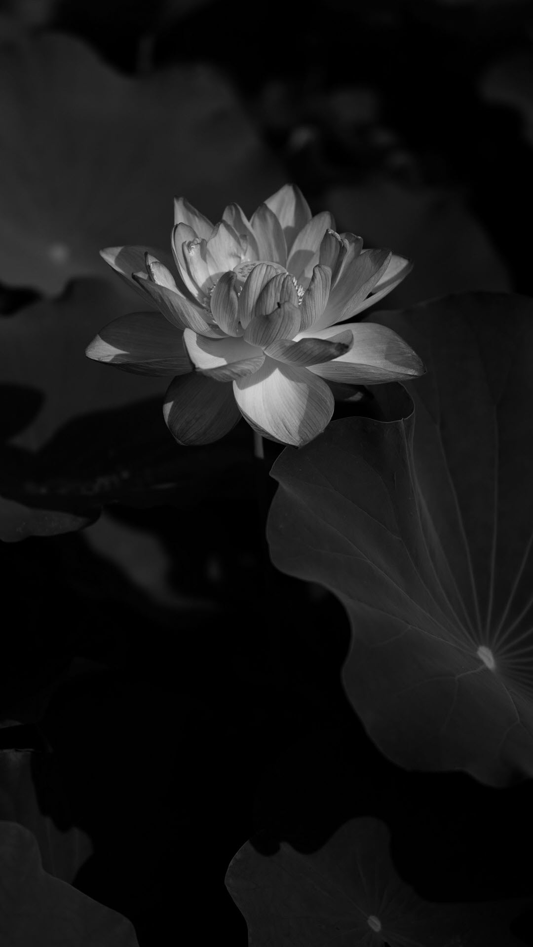 Bộ tranh 3 tấm hoa sen trắng nền đen đẹp mắt AmiA 2096