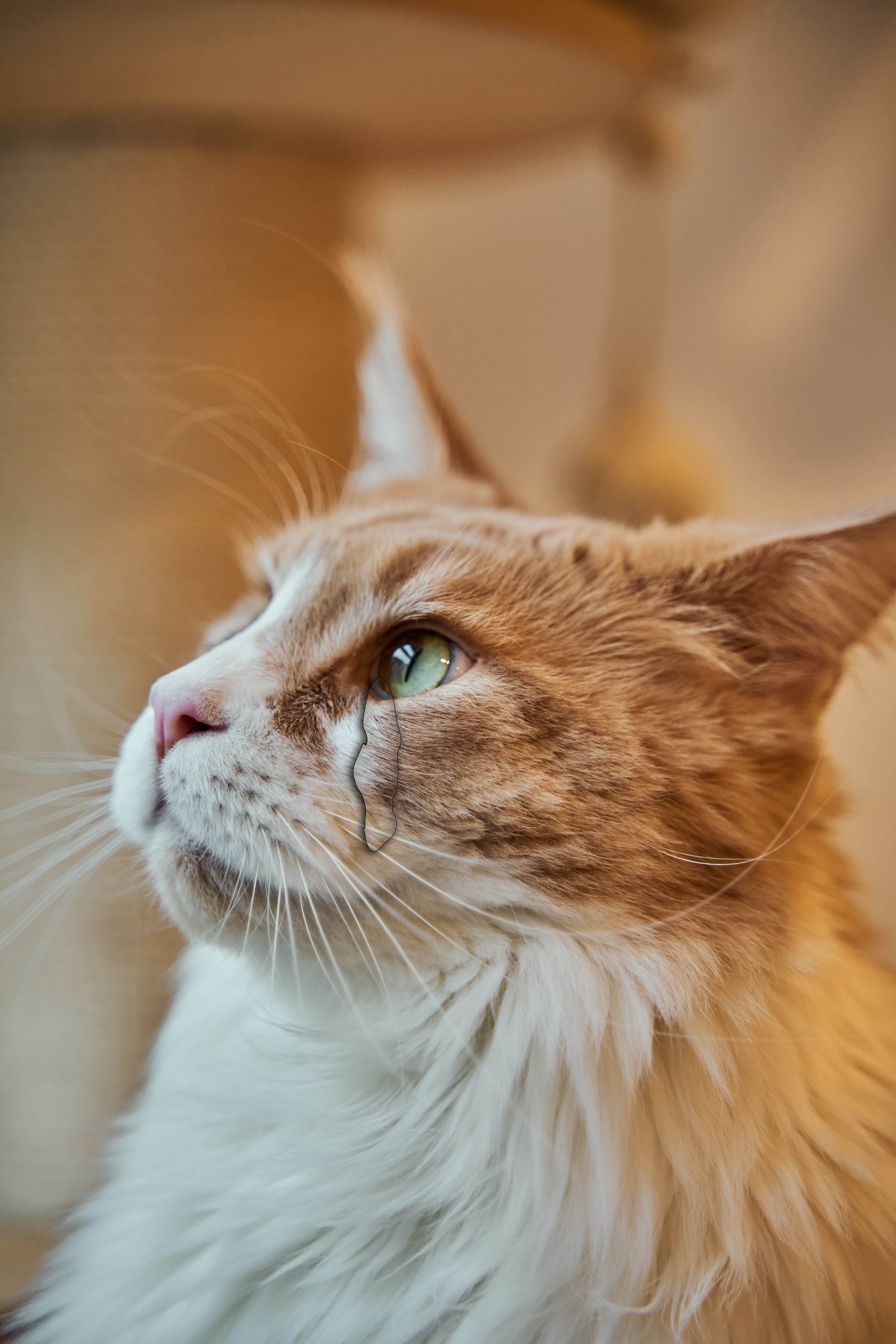 25,000+ Hình ảnh Mèo Khóc tải xuống miễn phí - Pikbest