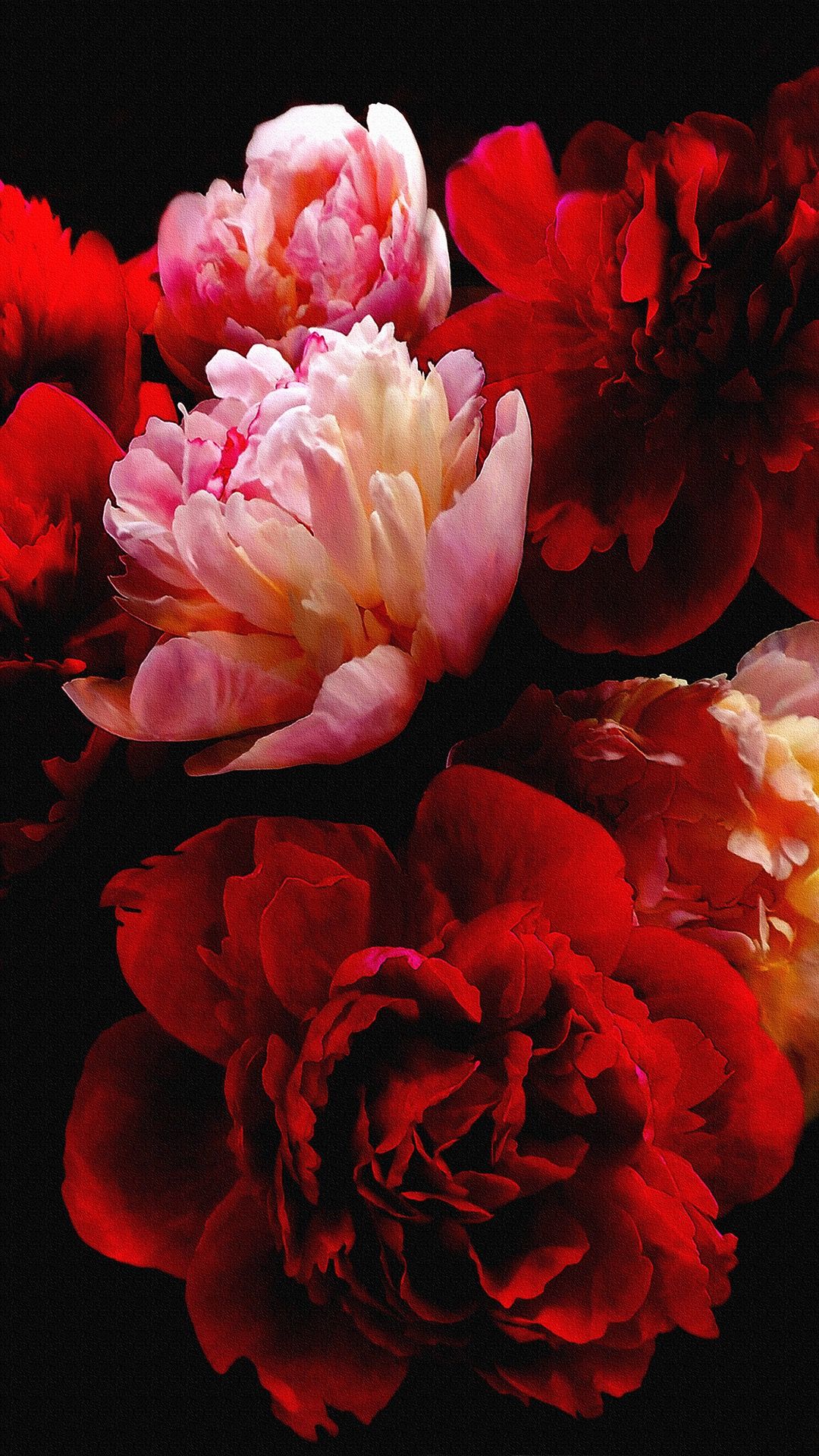 Tổng hợp 106 hình nền hoa đỏ hay nhất  Tin học Đông Hòa