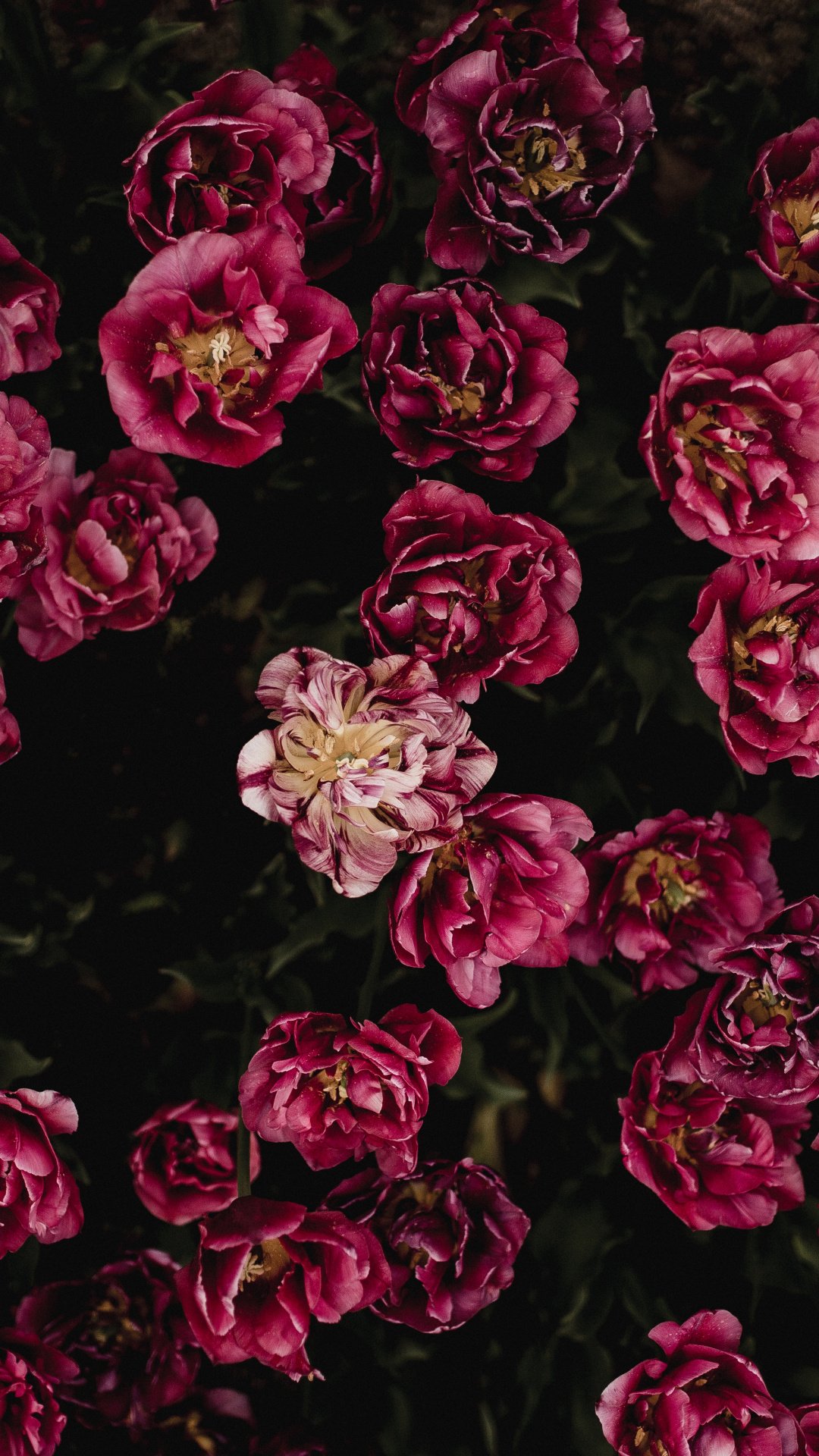 Muốn chiêm ngưỡng vẻ đẹp hoàn hảo của hoa mẫu đơn đẹp trong màn hình máy tính của mình? Chọn ngay hình nền hoa mẫu đơn đẹp để ngắm nhìn những đóa hoa toát lên vẻ đẹp tinh khôi, nữ tính và quyến rũ.