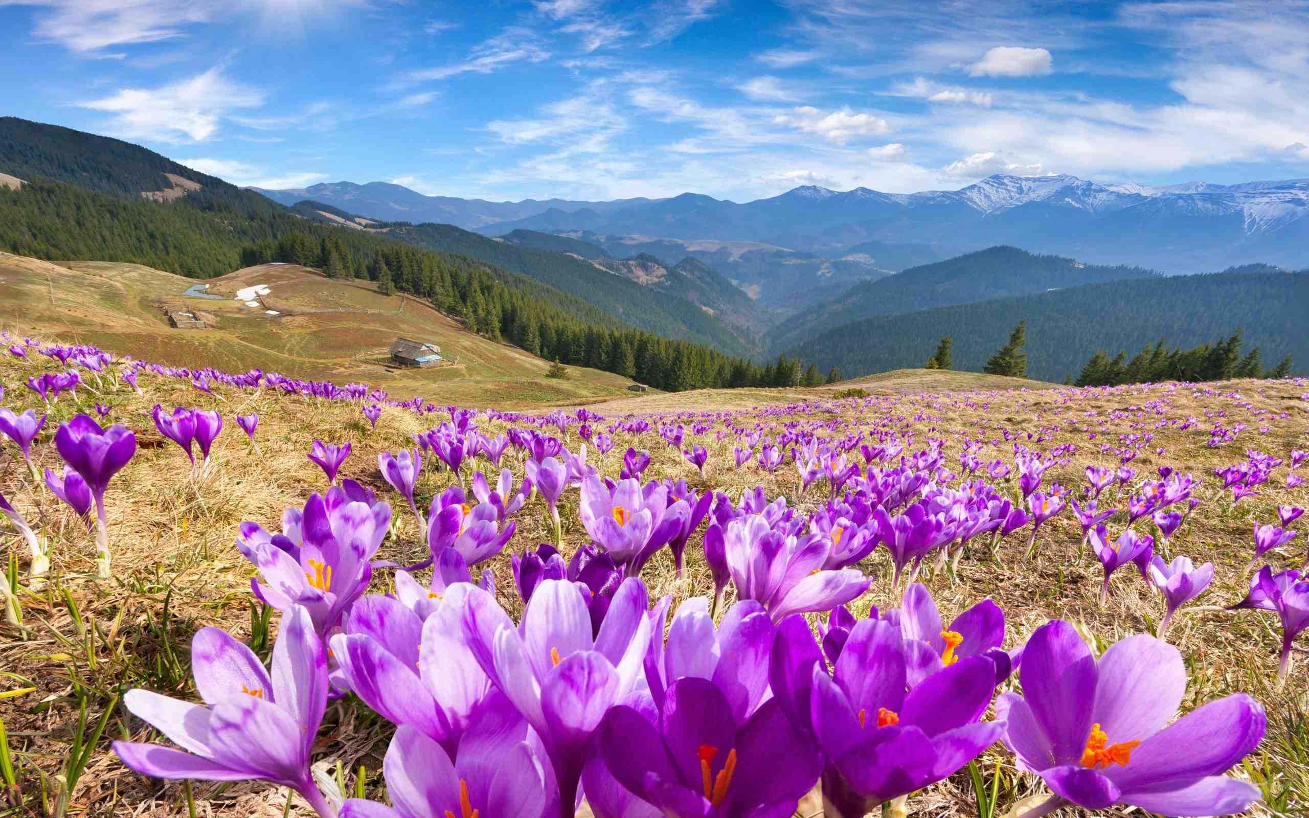 Chi tiết với hơn 99 hình nền hoa đẹp thiên nhiên siêu đỉnh  POPPY