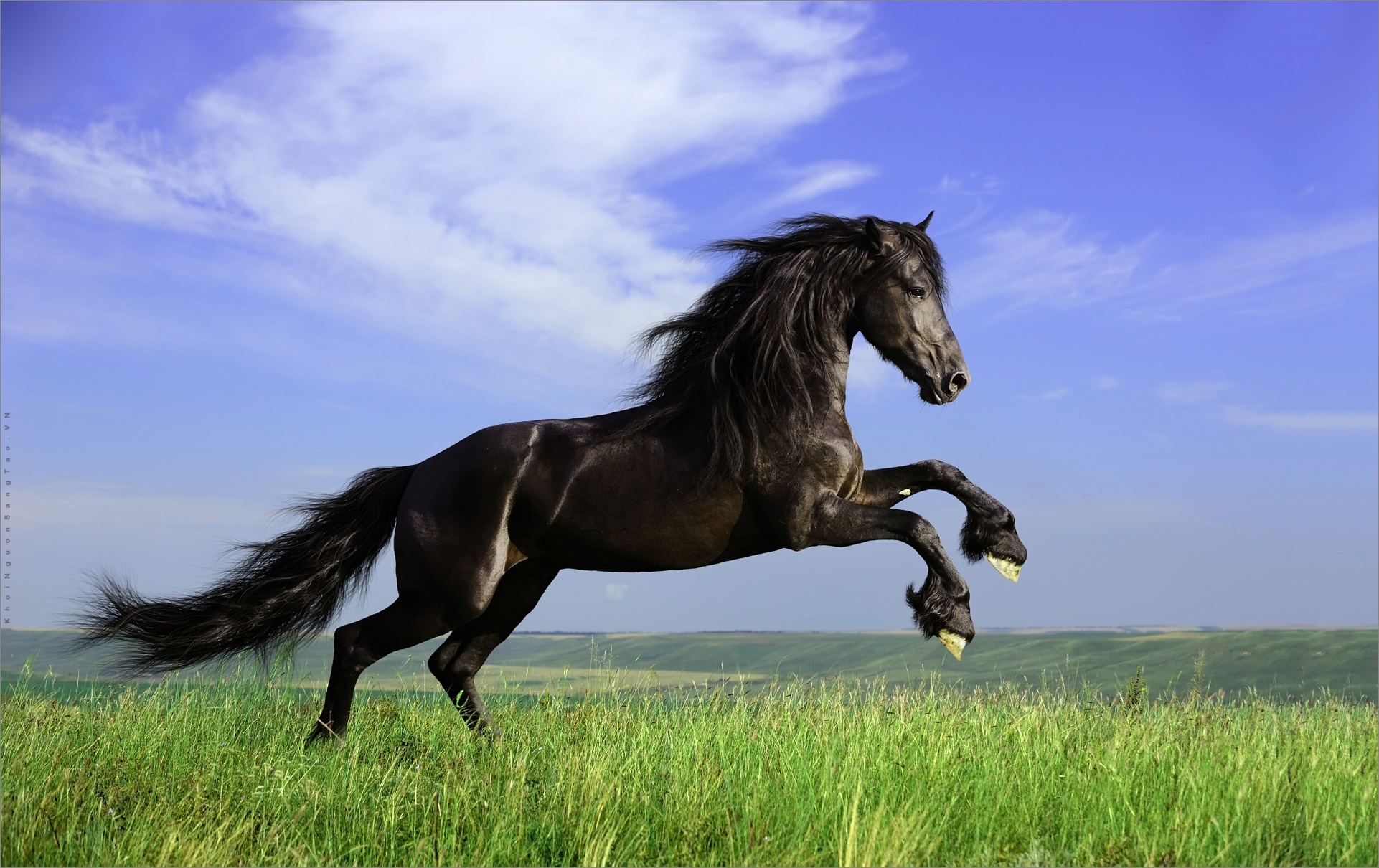HÌNH NỀN NGỰA ĐẸP DÀNH CHO ĐIỆN THOẠI  Ngựa đẹp Ngựa Ảnh ngựa