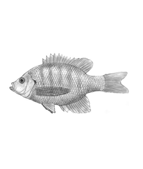 Con cá là một trong những chủ đề phổ biến trong nghệ thuật vẽ tranh. Tuy nhiên, phải làm sao để tạo nét đẹp tự nhiên, sống động cho một con cá trong bức tranh? Hãy theo dõi hình ảnh liên quan để khám phá bí quyết này.