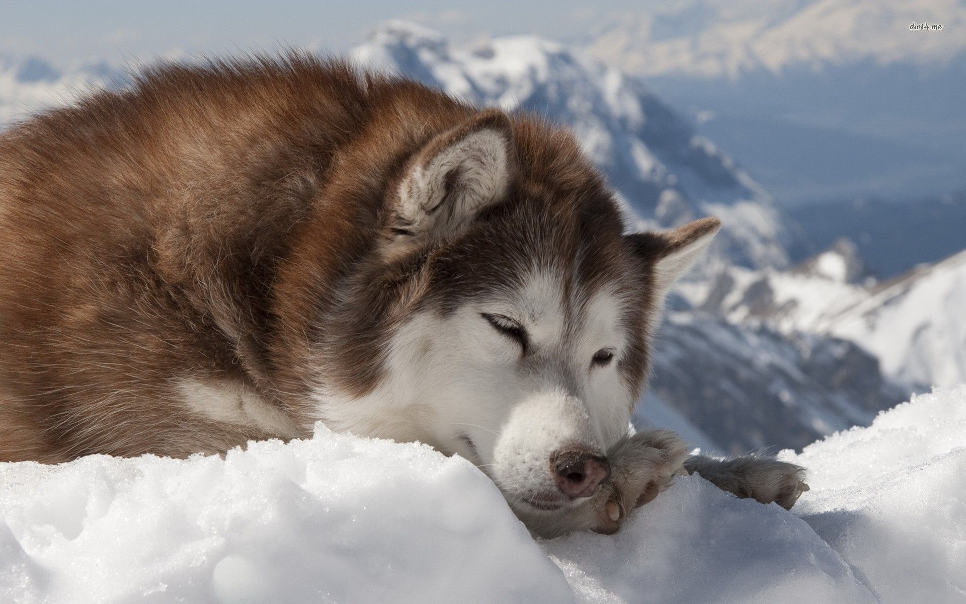 50 hình ảnh những chú chó Alaska đẹp và to lớn nhất  Malamute dog Alaskan  malamute Dog wallpaper