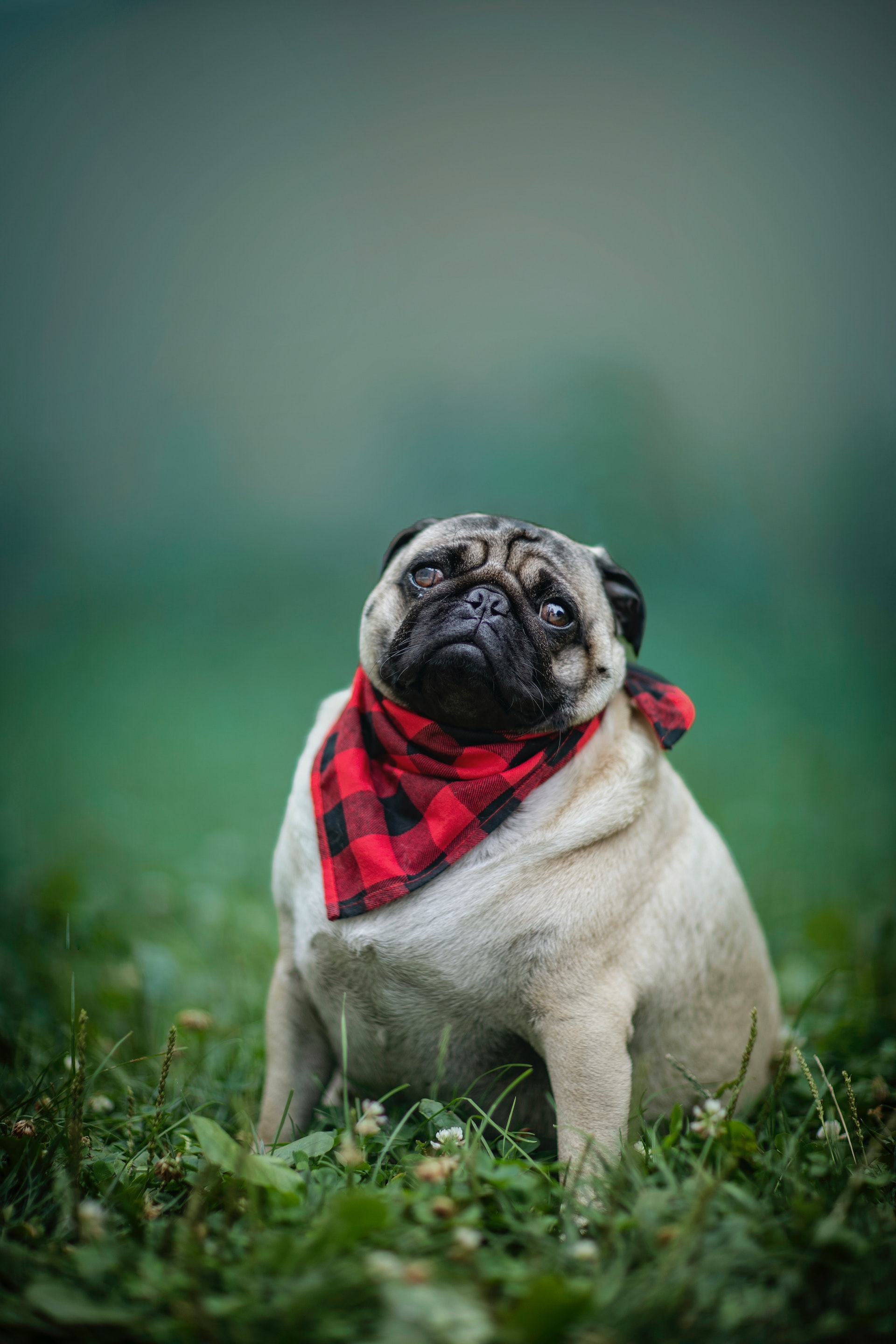 Chó pug  128171 Ảnh vector và hình chụp có sẵn  Shutterstock