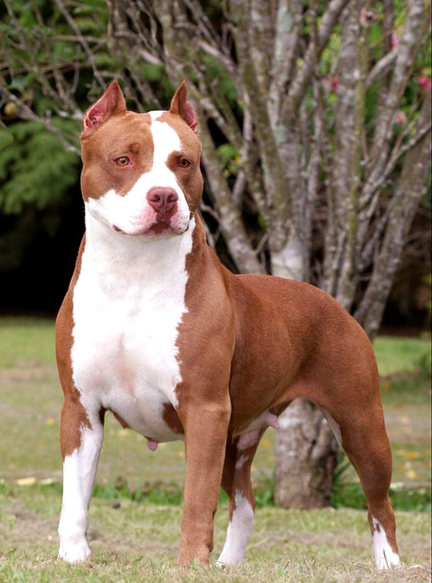 Chó Pitbull Nguồn gốc đặc điểm phân loại và cách nuôi