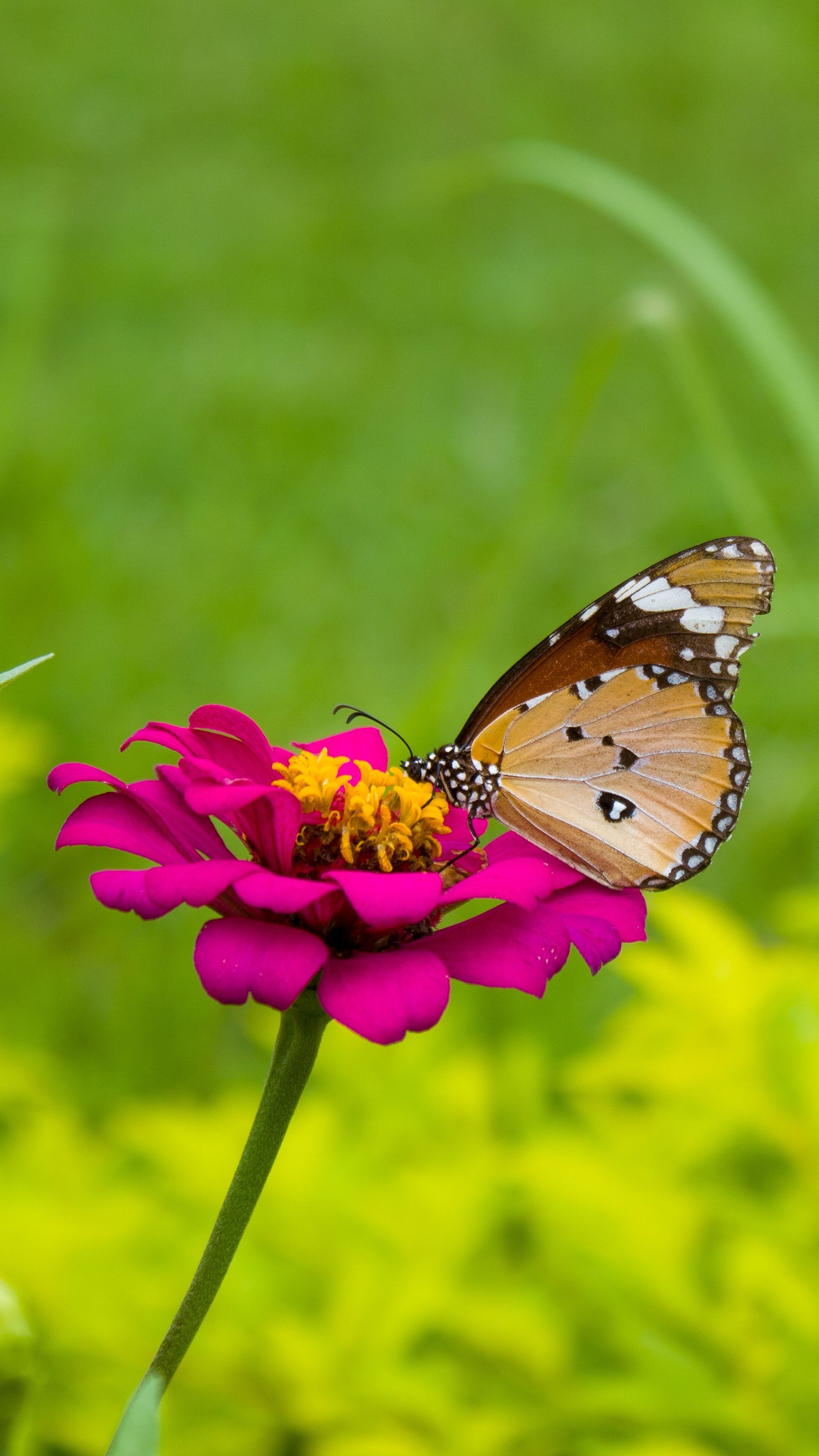Thăng hoa cùng những hình ảnh con bướm tuyệt đẹp trong thiên nhiên tự nhiên, độc đáo và thú vị. Bạn sẽ được tận hưởng vẻ đẹp độc đáo của chúng qua những tác phẩm ảnh đầy sự nghệ thuật, tạo nên một cảm giác đầy trải nghiệm và khoái cảm khi chiêm ngưỡng chúng.