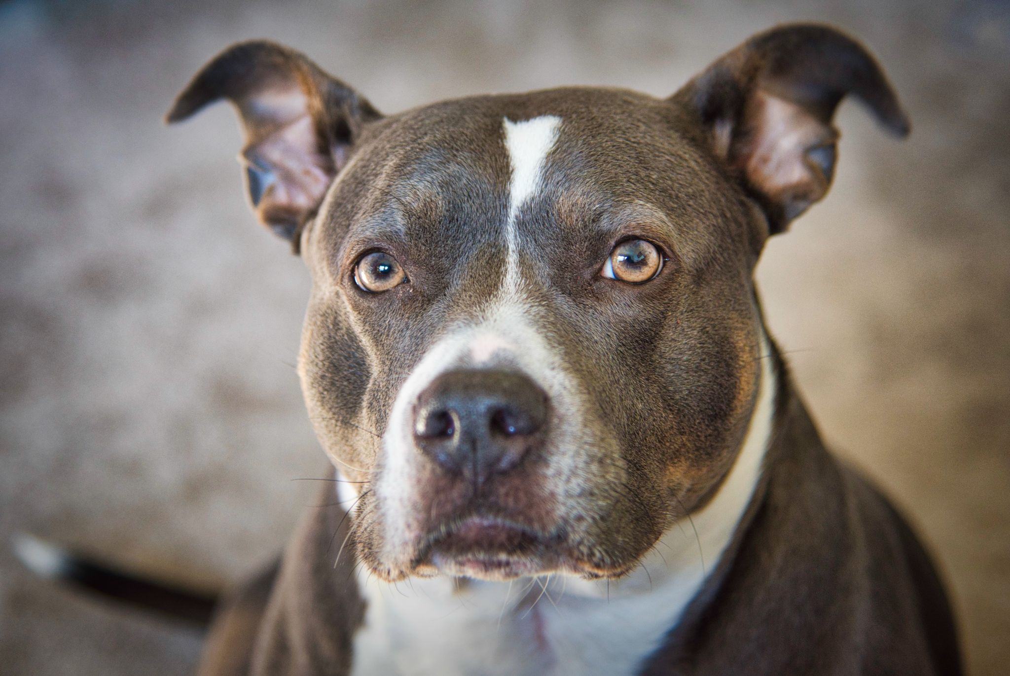 Hình ảnh chó Pitbull đẹp thuần chủng ngầu nhất  TH Điện Biên Đông