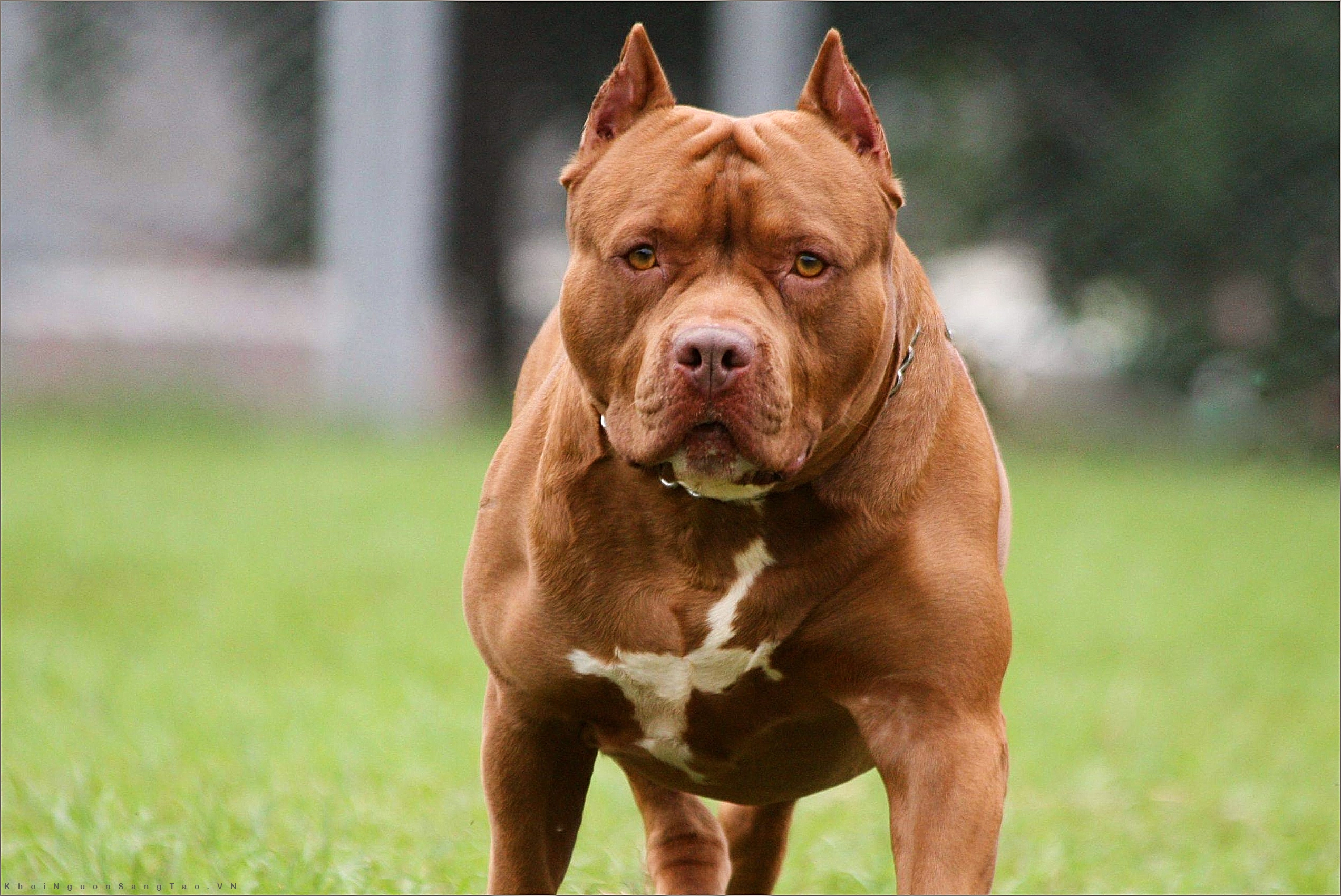 Chó Pitbull được biết đến với ngoại hình vạm vỡ, tinh thần mạnh mẽ và trung thành. Xem hình chó Pitbull để hiểu rõ hơn về sức mạnh và sự thông minh của giống chó này.